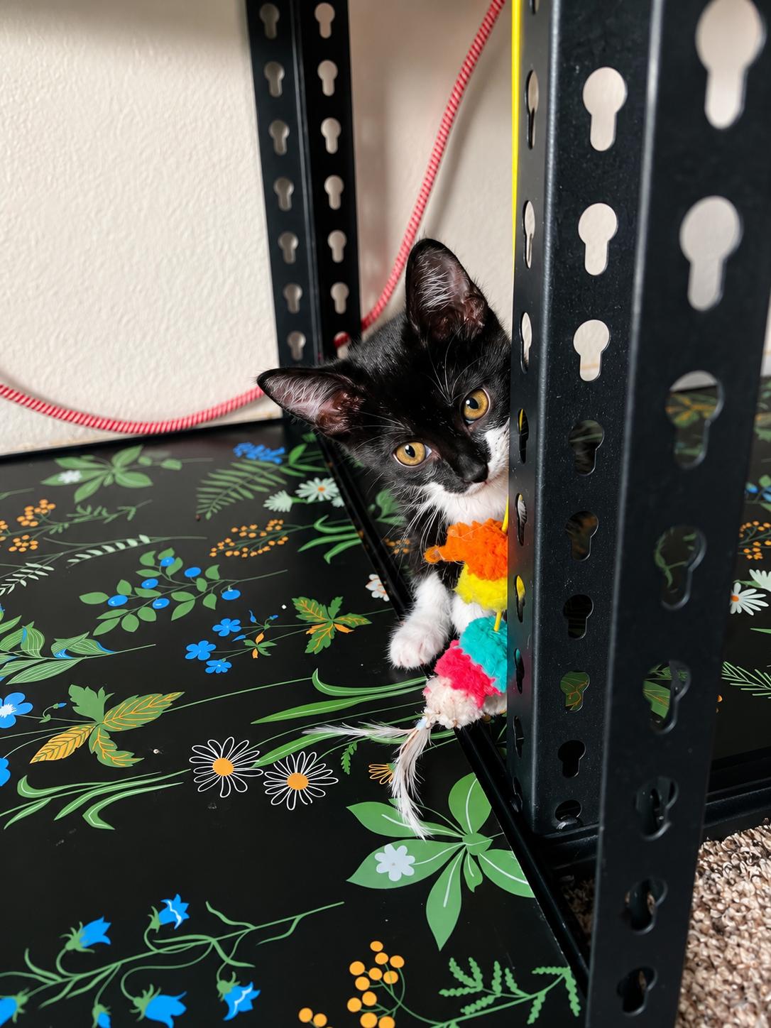 Juliet, Adopted, Kitten Female Domestic Short Hair.