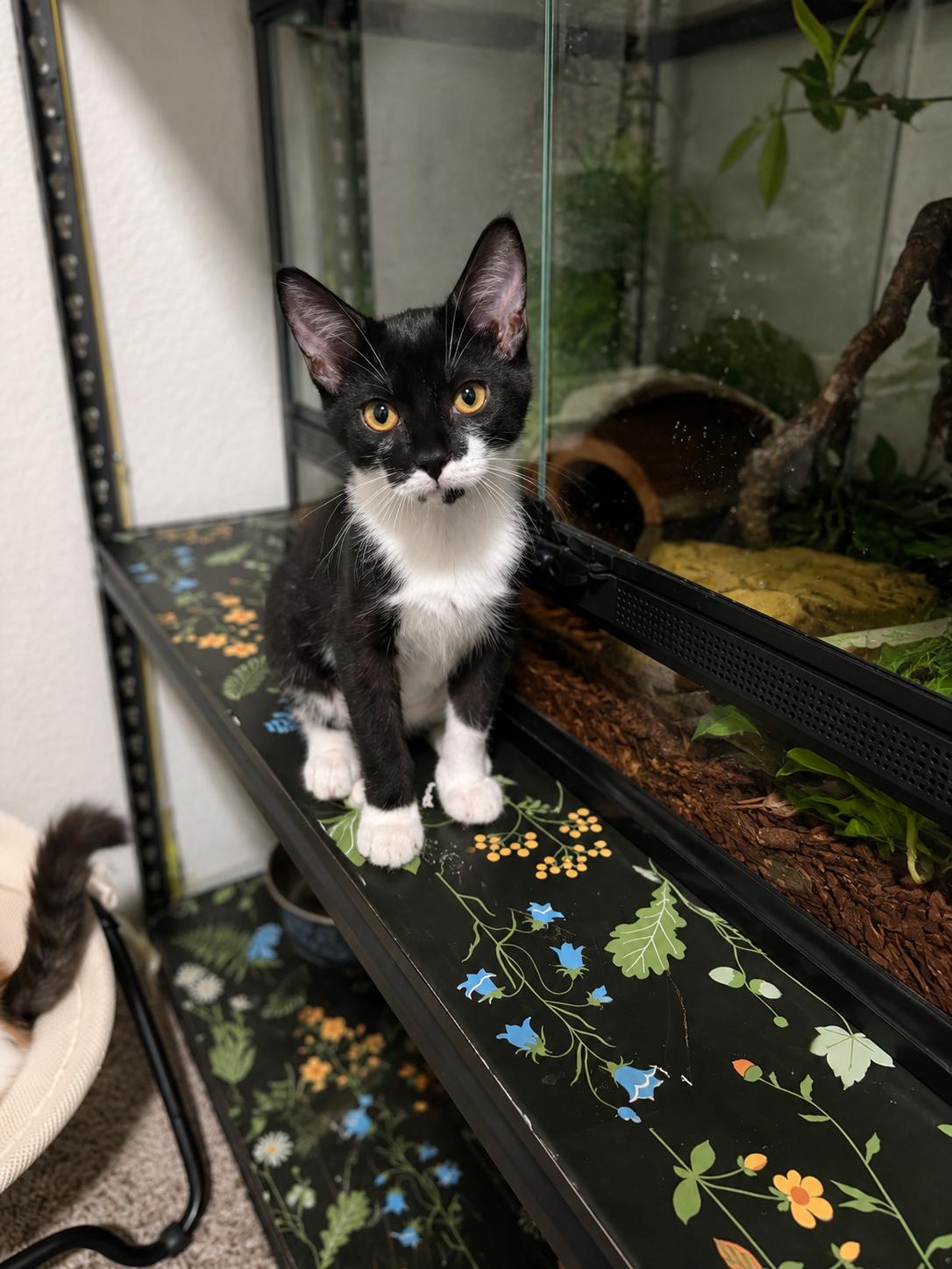 Juliet, a Adopted Domestic Short Hair in Rio Linda, CA image 2/2