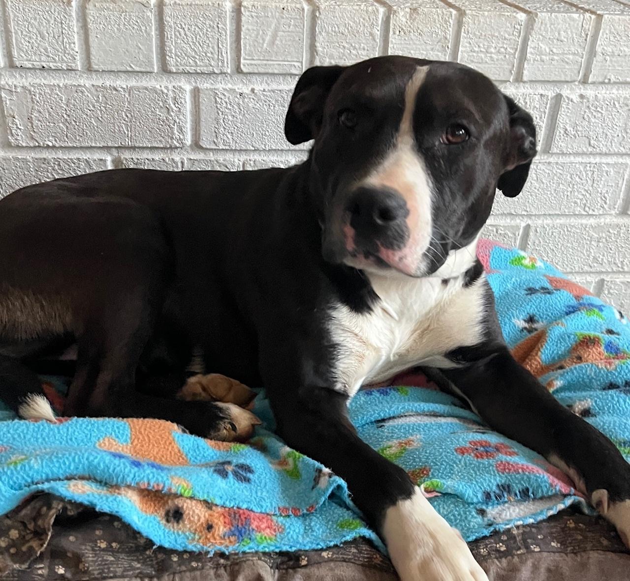 Enlarge Shenandoah, a ADOPTABLE Mixed Breed in Nantucket, MA image 1/1