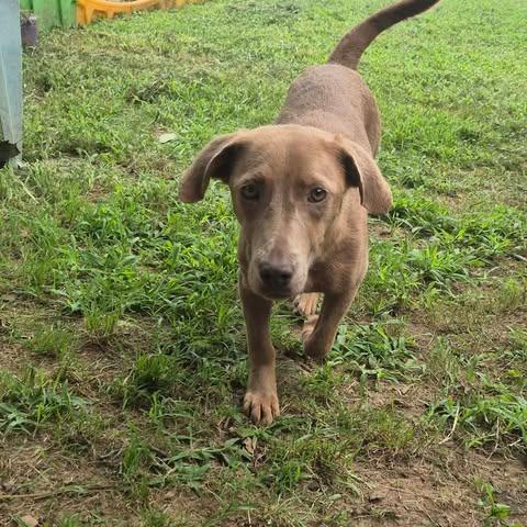 Sofie, Adoptable, Adult Female Dachshund & Mixed Breed.