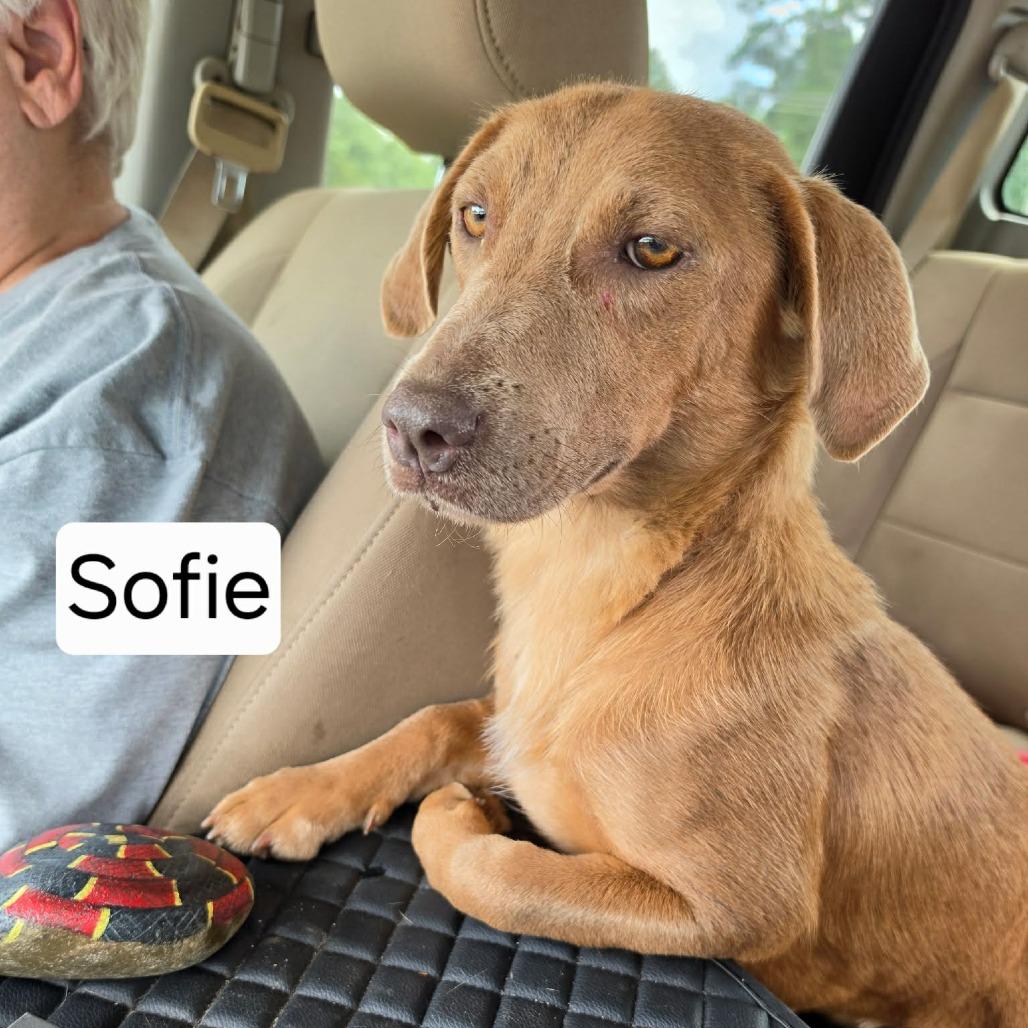 Enlarge Sofie, a Adoptable mixed breed in Dover, AR image 2/5