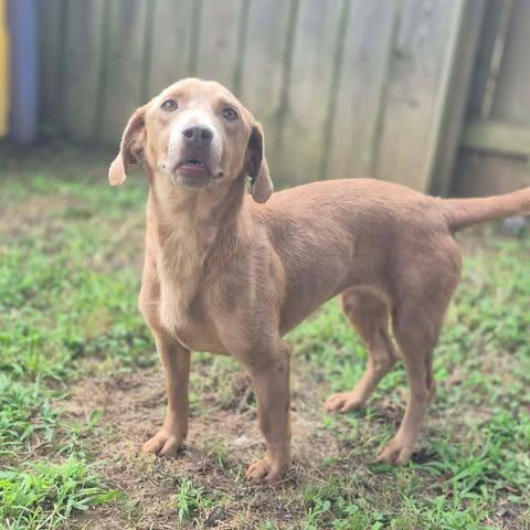 Enlarge Sofie, a Adoptable mixed breed in Dover, AR image 3/5