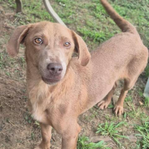 Enlarge Sofie, a Adoptable mixed breed in Dover, AR image 4/5