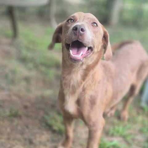 Enlarge Sofie, a Adoptable mixed breed in Dover, AR image 5/5