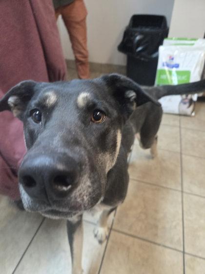 Enlarge Zeke, a ADOPTABLE mixed breed in Canon City, CO image 1/1