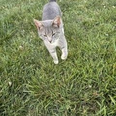 Ariel, adopted, Adult Male Domestic Short Hair.