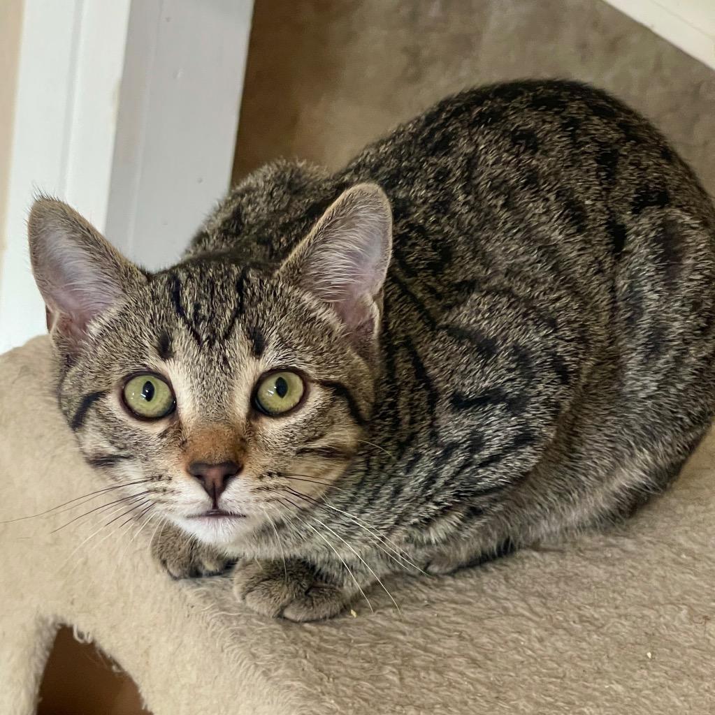 Gianna, Adoptable, Young Female Domestic Short Hair.