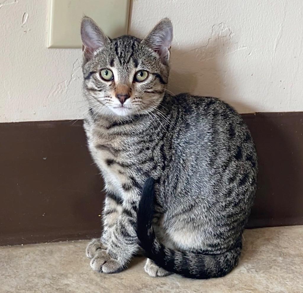 Enlarge Gianna, a Adoptable mixed breed in Cambria, CA image 2/6