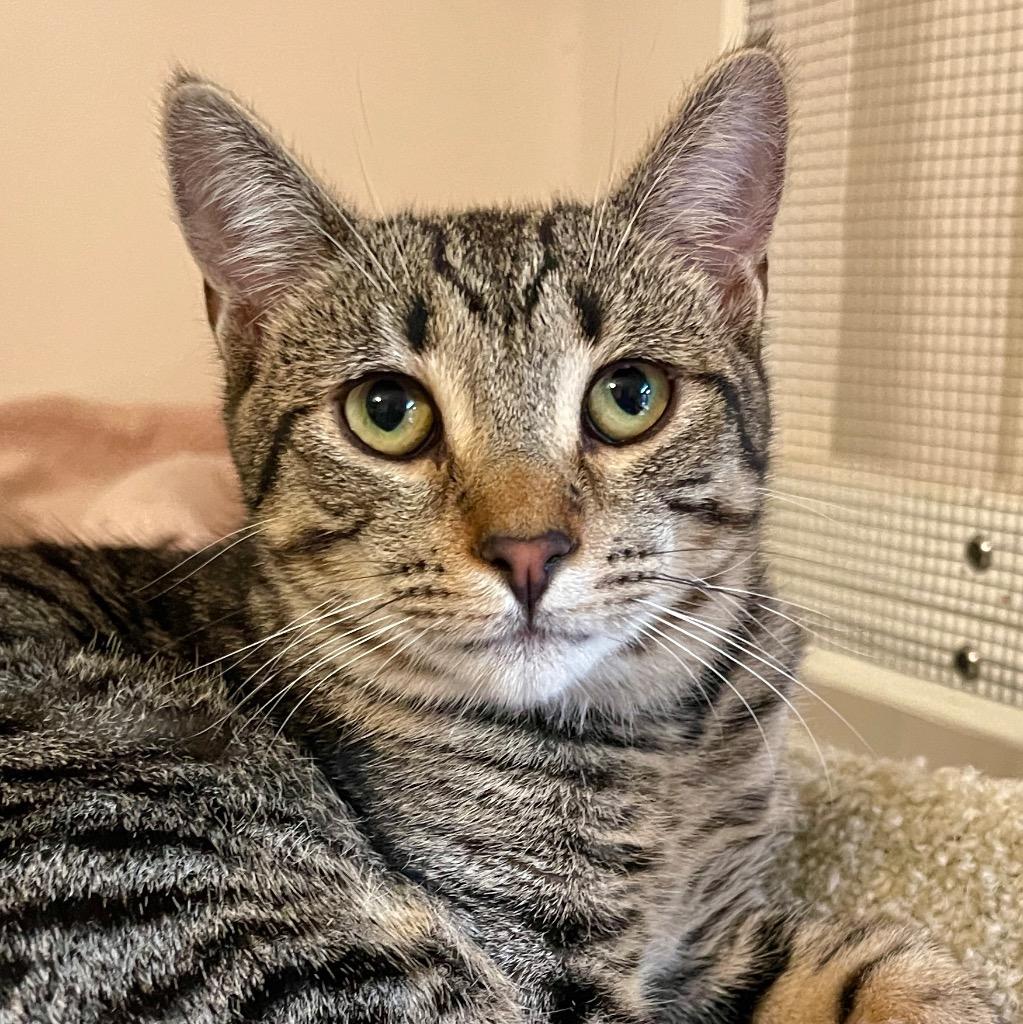 Enlarge Gianna, a Adoptable mixed breed in Cambria, CA image 3/6