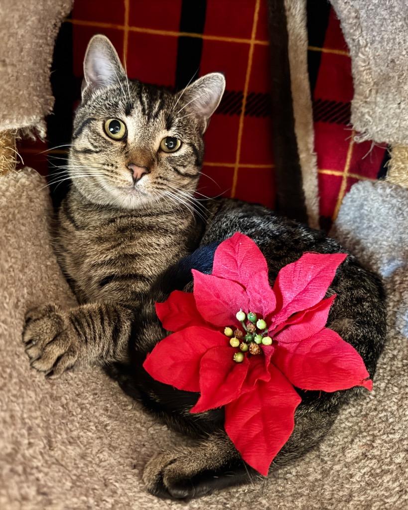 Enlarge Gianna, a Adoptable mixed breed in Cambria, CA image 4/6