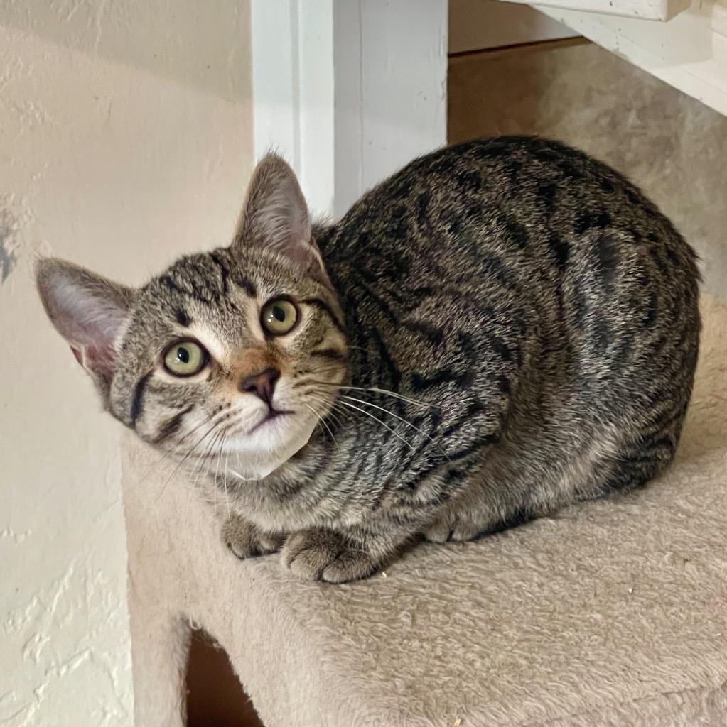 Enlarge Gianna, a Adoptable mixed breed in Cambria, CA image 5/6