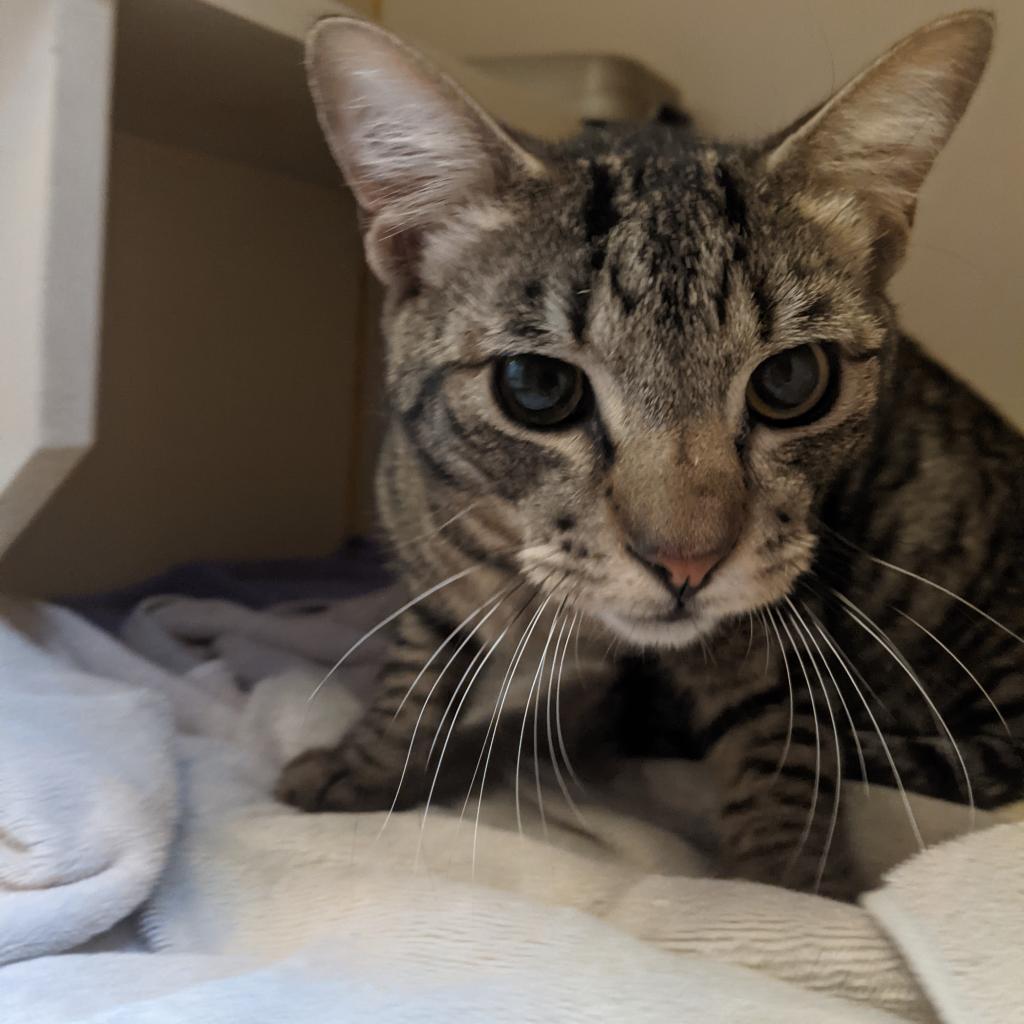 Pinto, Adoptable, Senior Male Domestic Short Hair.