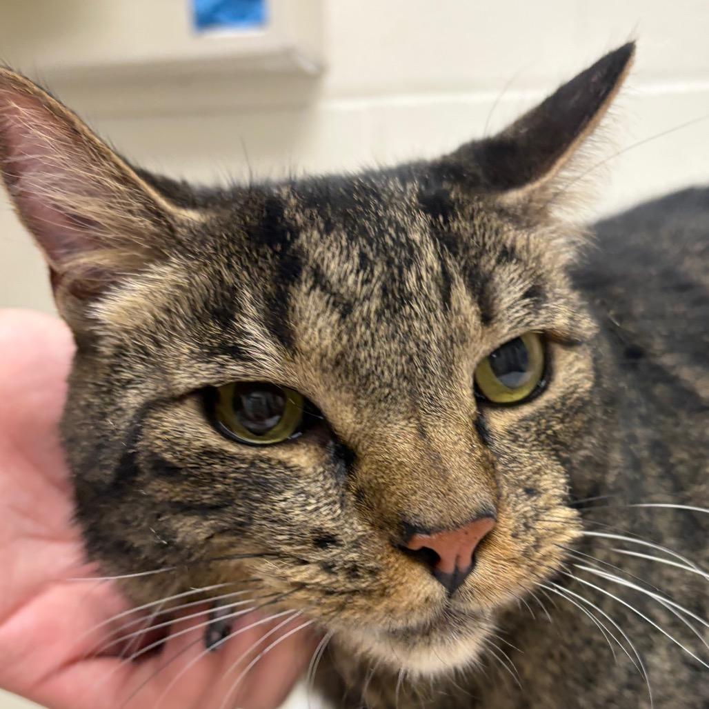Pinto, a Adoptable Domestic Short Hair in Murray, UT image 2/2