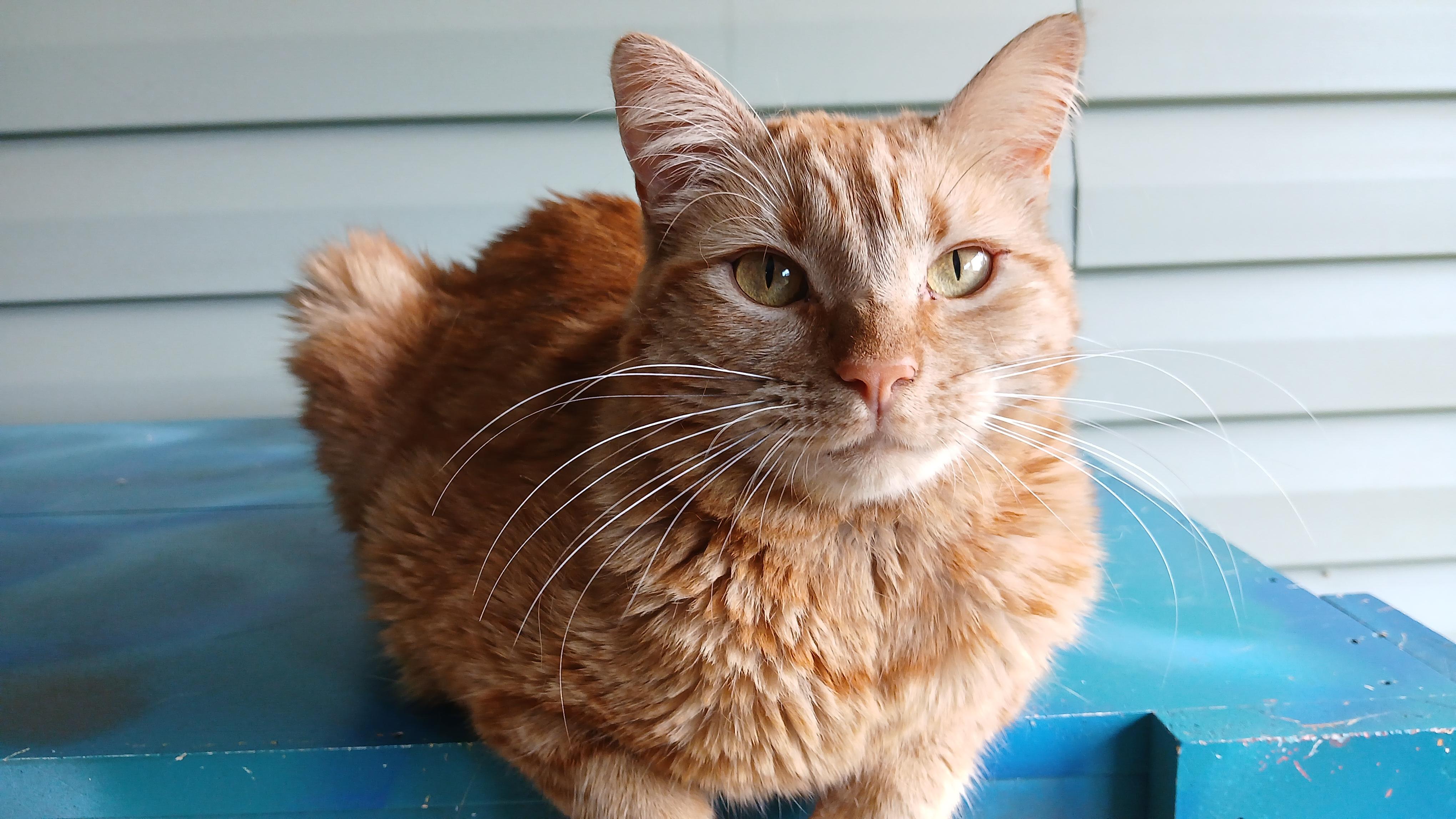 Enlarge Mrs. Peacock, a Adoptable Domestic Short Hair in Cullowhee, NC image 3/6