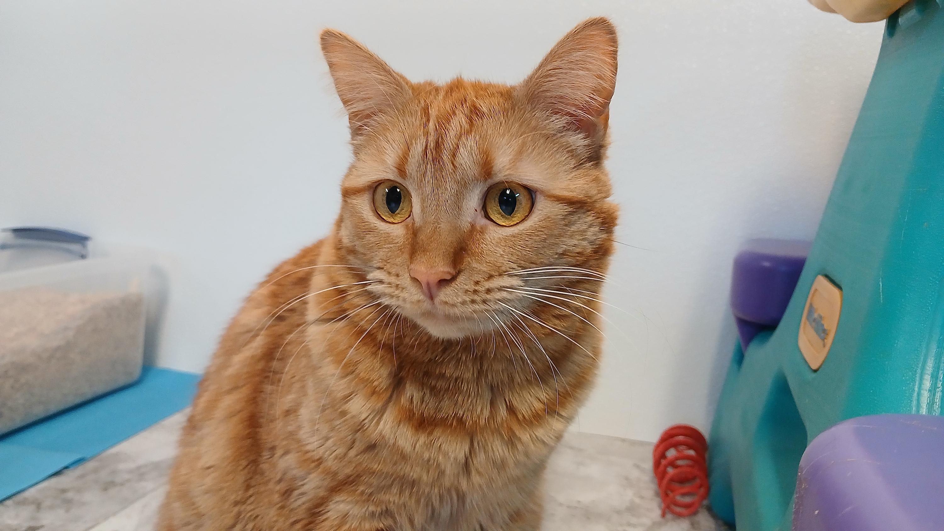 Enlarge Mrs. Peacock, a Adoptable Domestic Short Hair in Cullowhee, NC image 2/6