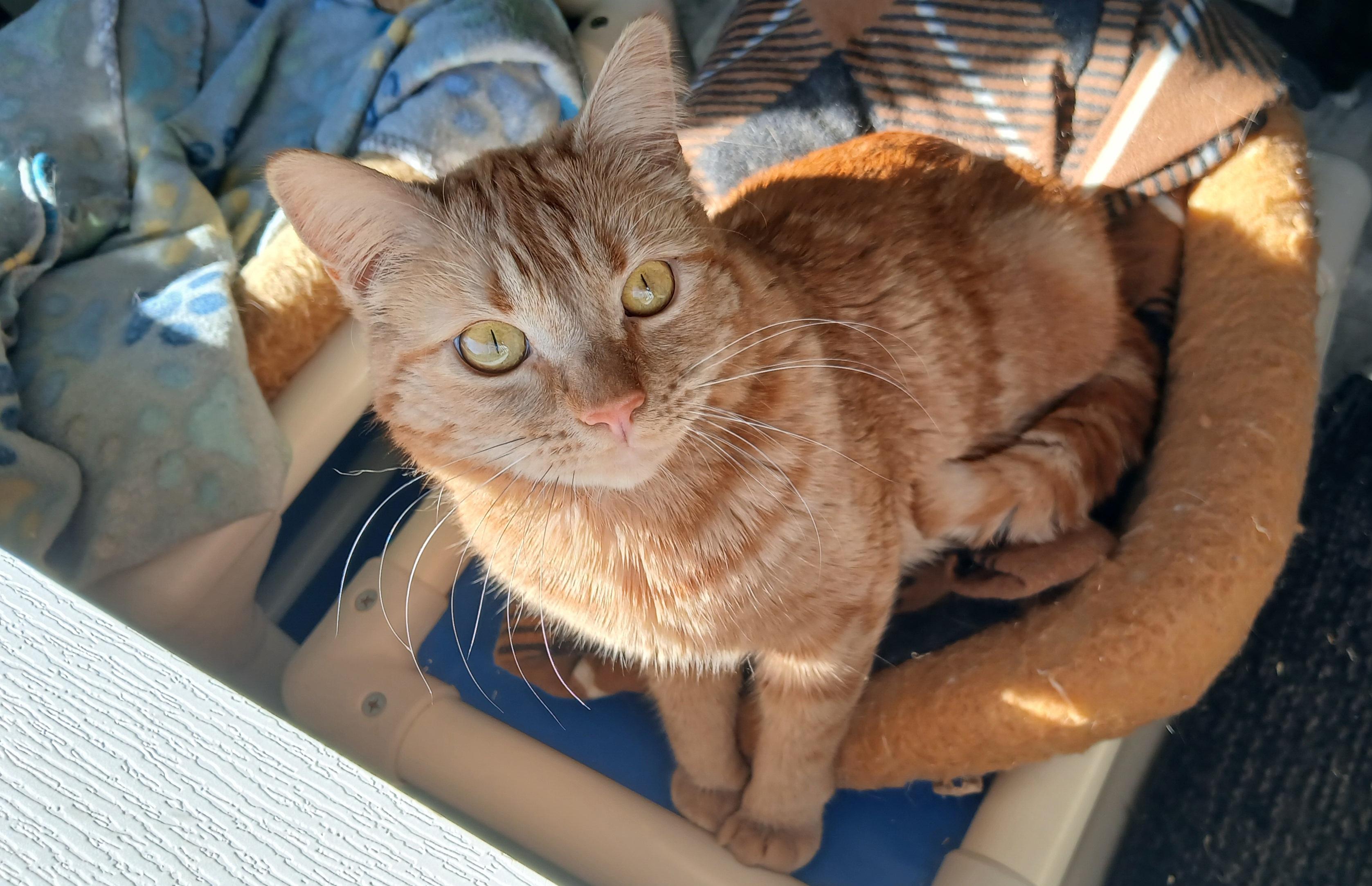 Mrs. Peacock, Adoptable, Adult Female Domestic Short Hair.