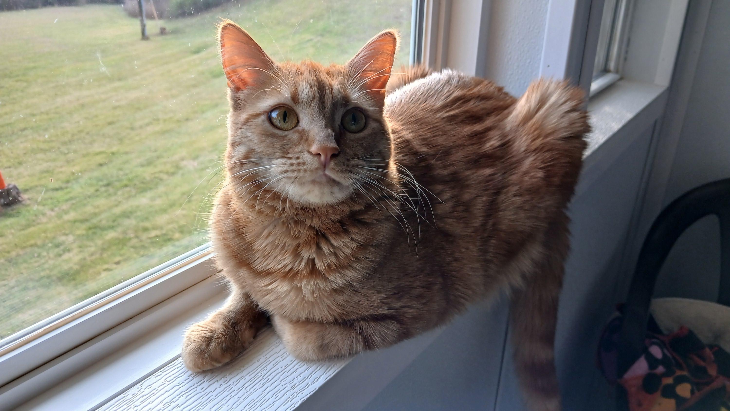 Mrs. Peacock, Adoptable, Adult Female Domestic Short Hair.