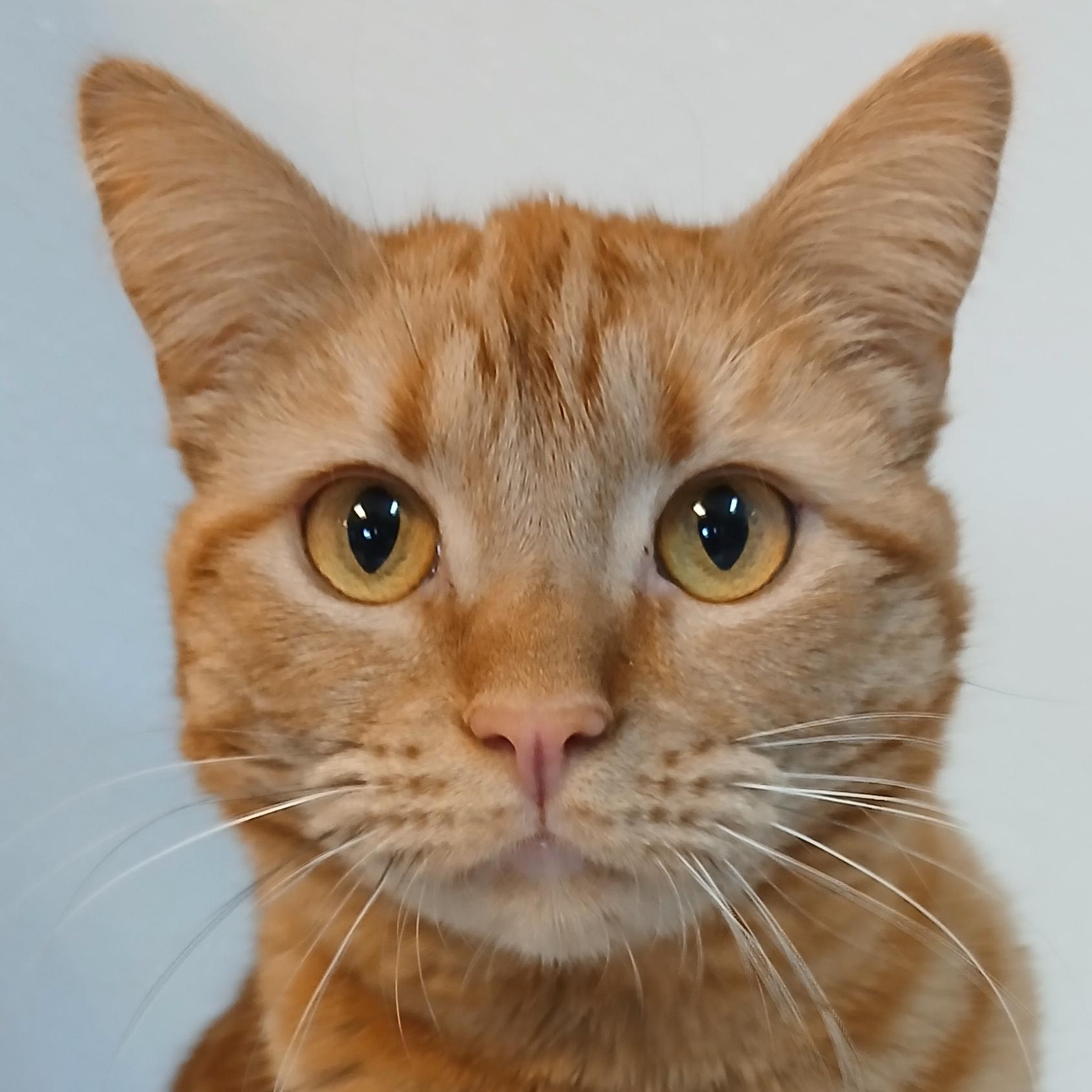 Enlarge Mrs. Peacock, a Adoptable Domestic Short Hair in Cullowhee, NC image 1/6