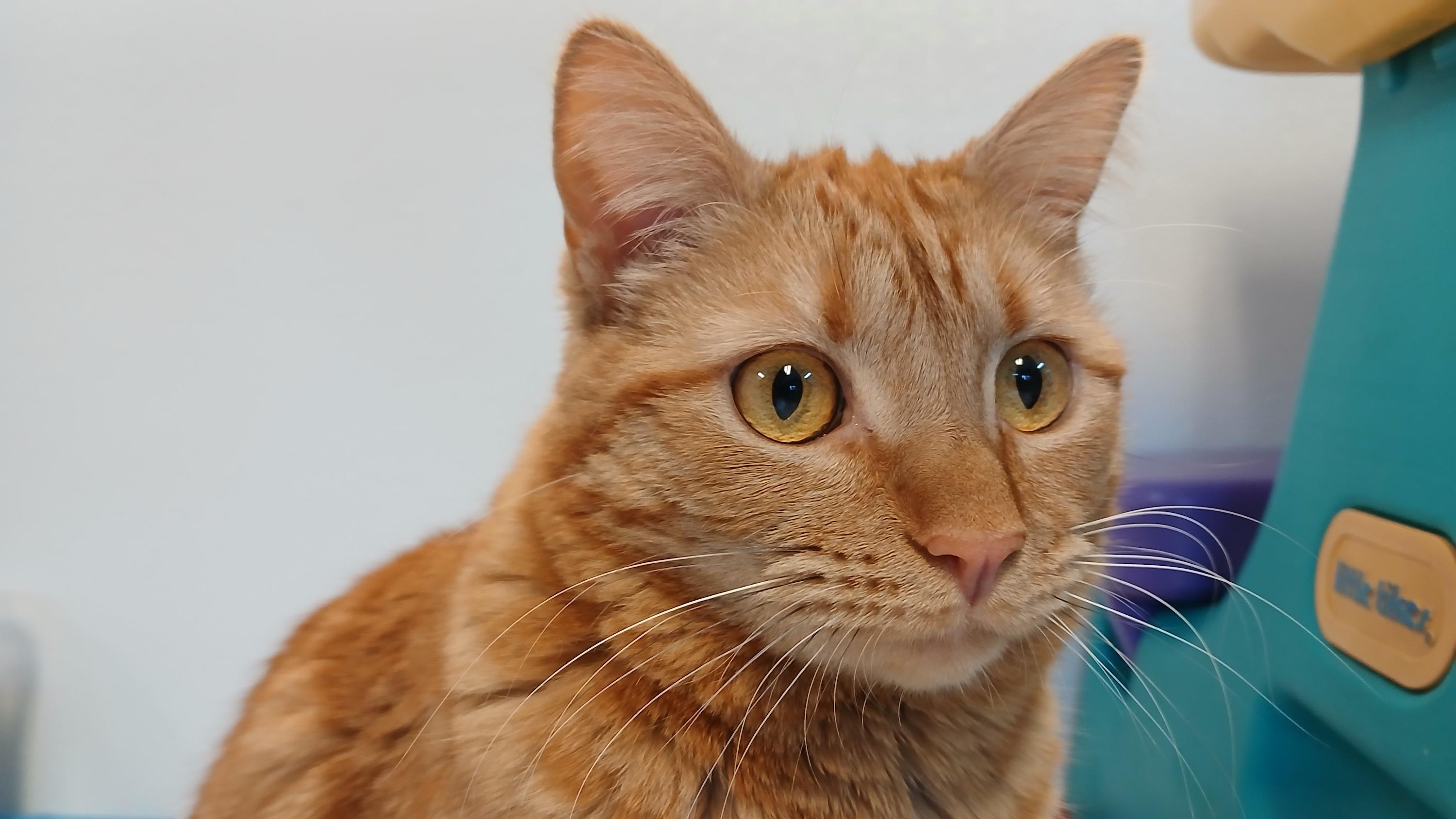 Enlarge Mrs. Peacock, a Adoptable Domestic Short Hair in Cullowhee, NC image 5/6