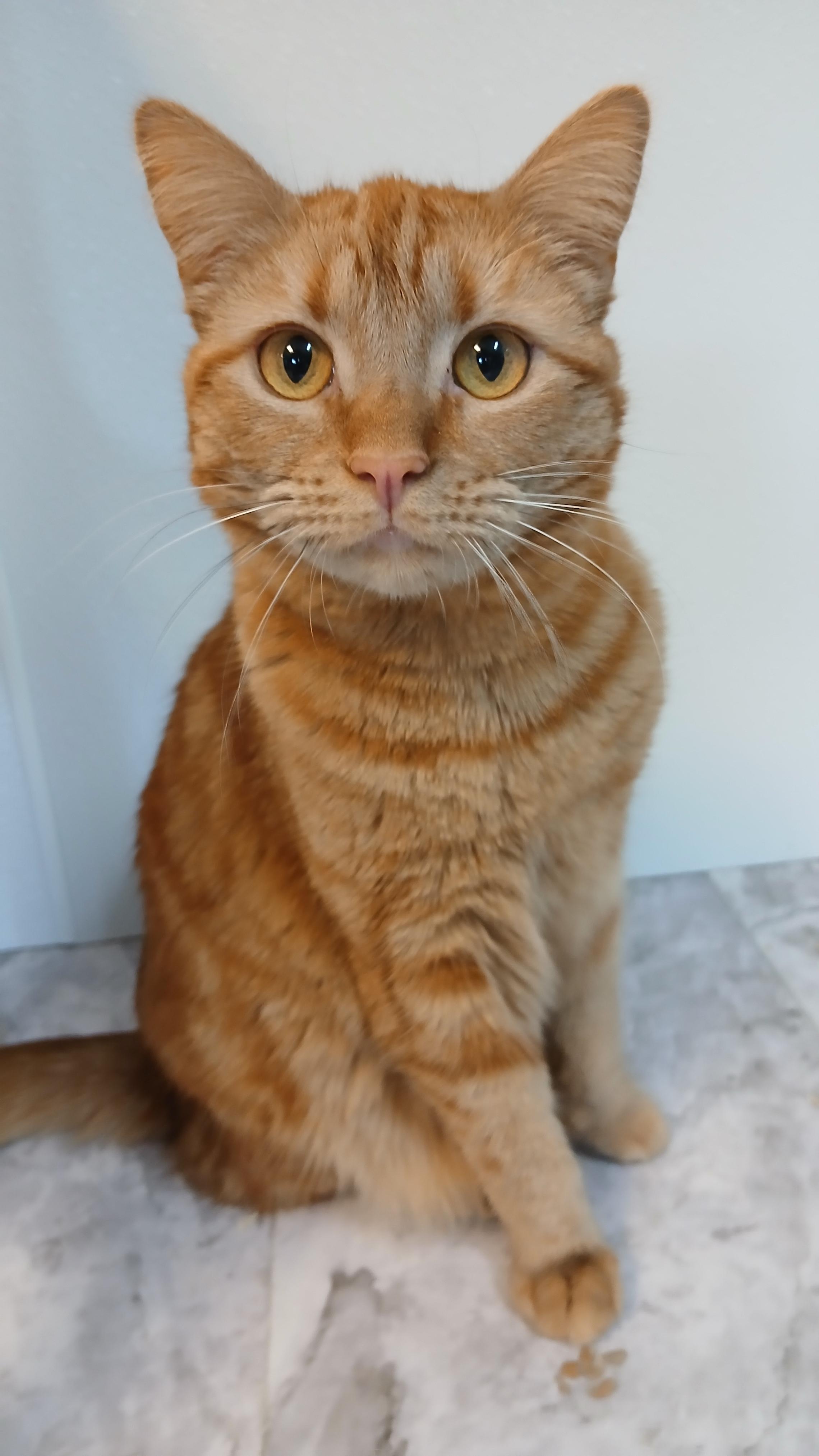 Mrs. Peacock, a Adoptable Domestic Short Hair in Cullowhee, NC image 3/6
