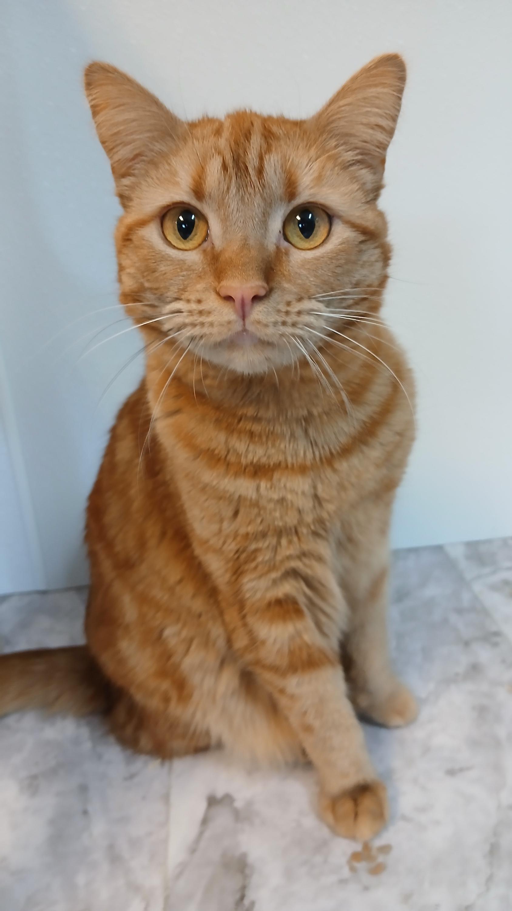 Enlarge Mrs. Peacock, a Adoptable Domestic Short Hair in Cullowhee, NC image 4/6