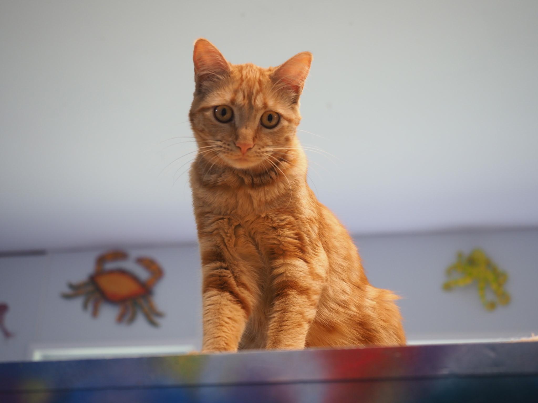 Mrs. Peacock, Adoptable, Young Female Domestic Short Hair.