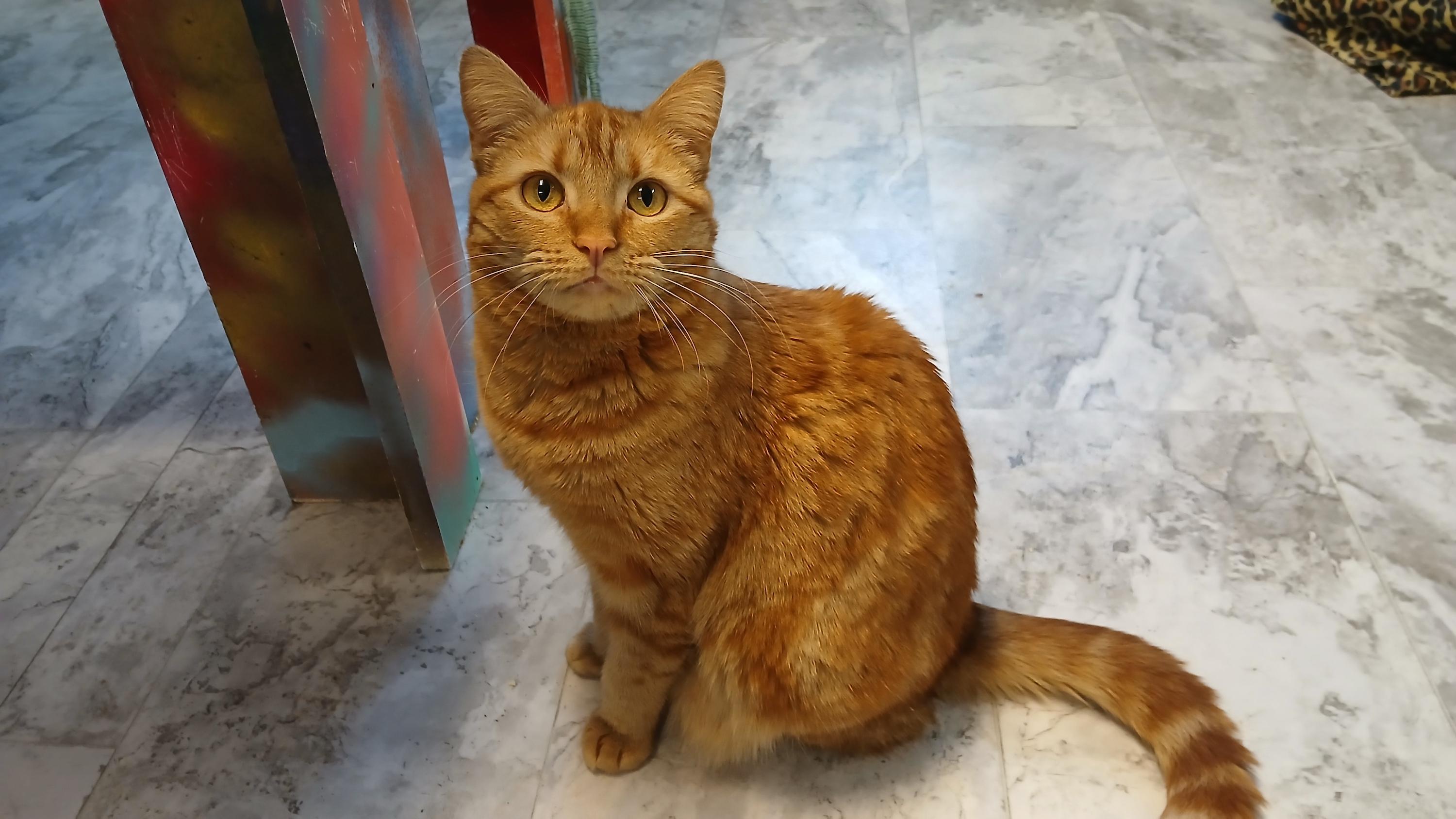 Enlarge Mrs. Peacock, a Adoptable Domestic Short Hair in Cullowhee, NC image 3/6