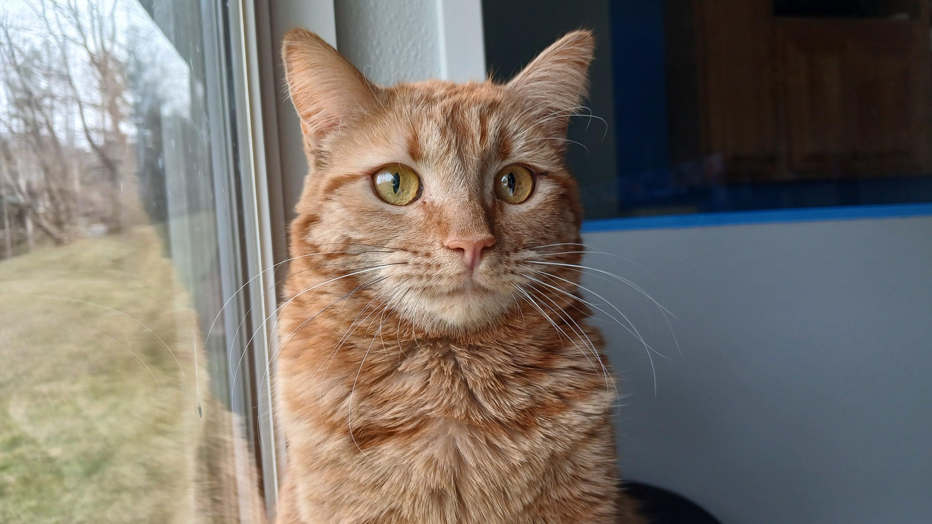 Enlarge Mrs. Peacock, a Adoptable Domestic Short Hair in Cullowhee, NC image 6/6