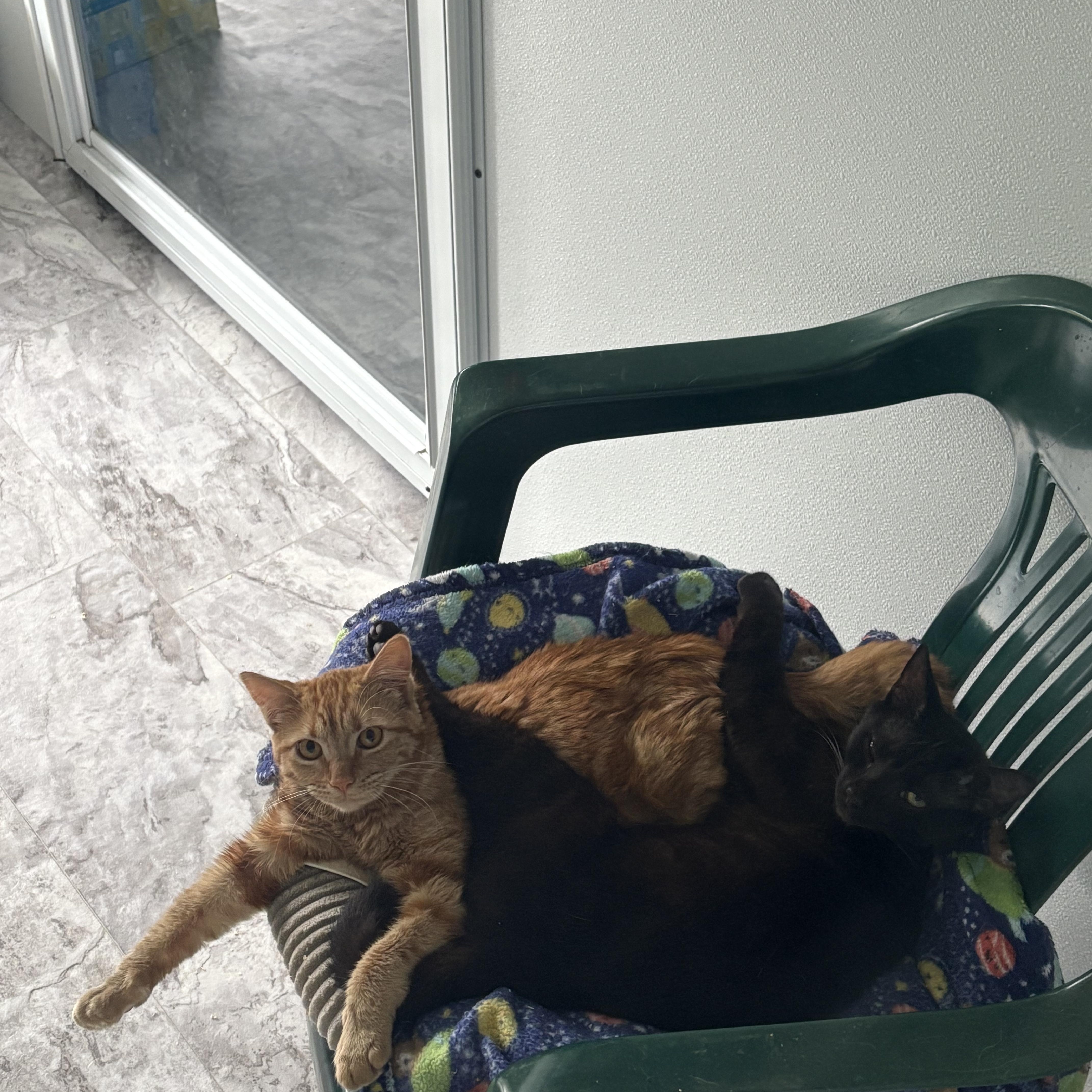 Mrs. Peacock, a Adoptable Domestic Short Hair in Cullowhee, NC image 3/4