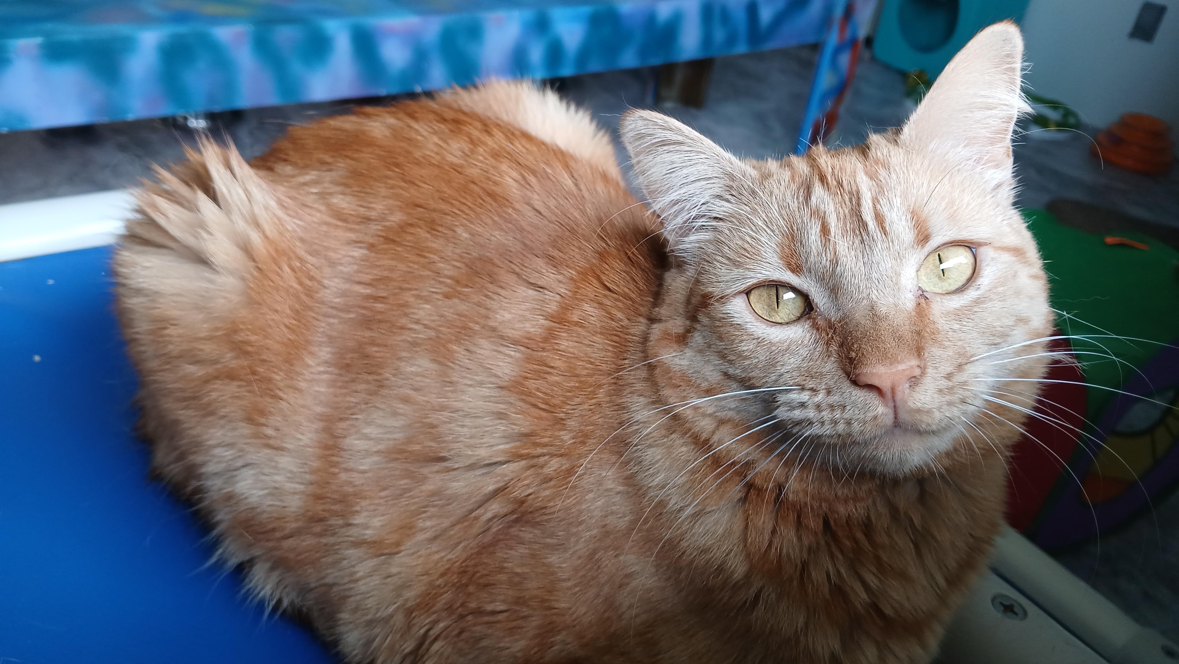 Enlarge Mrs. Peacock, a Adoptable Domestic Short Hair in Cullowhee, NC image 6/6