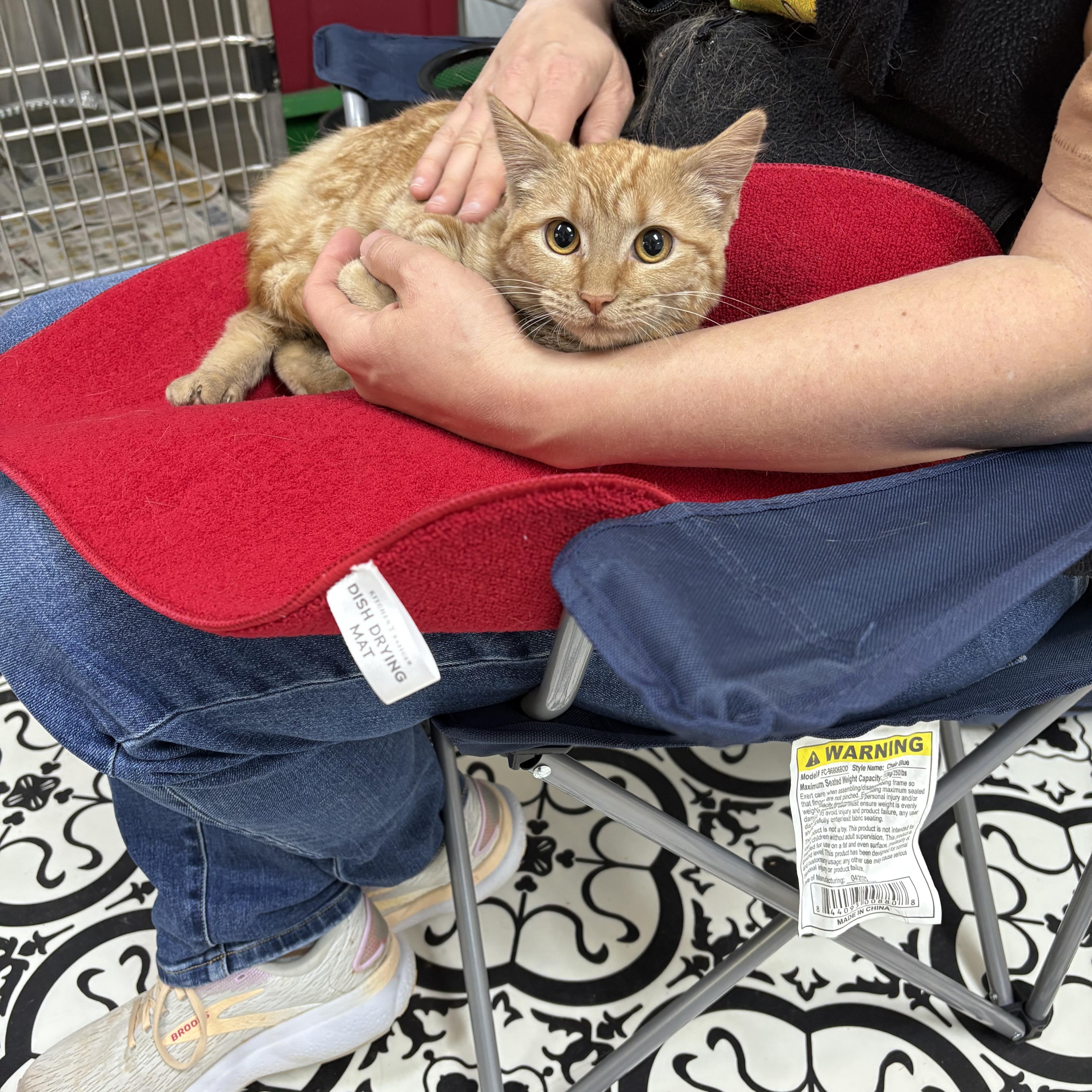 Mrs. Peacock, a Adoptable Domestic Short Hair in Cullowhee, NC image 4/4