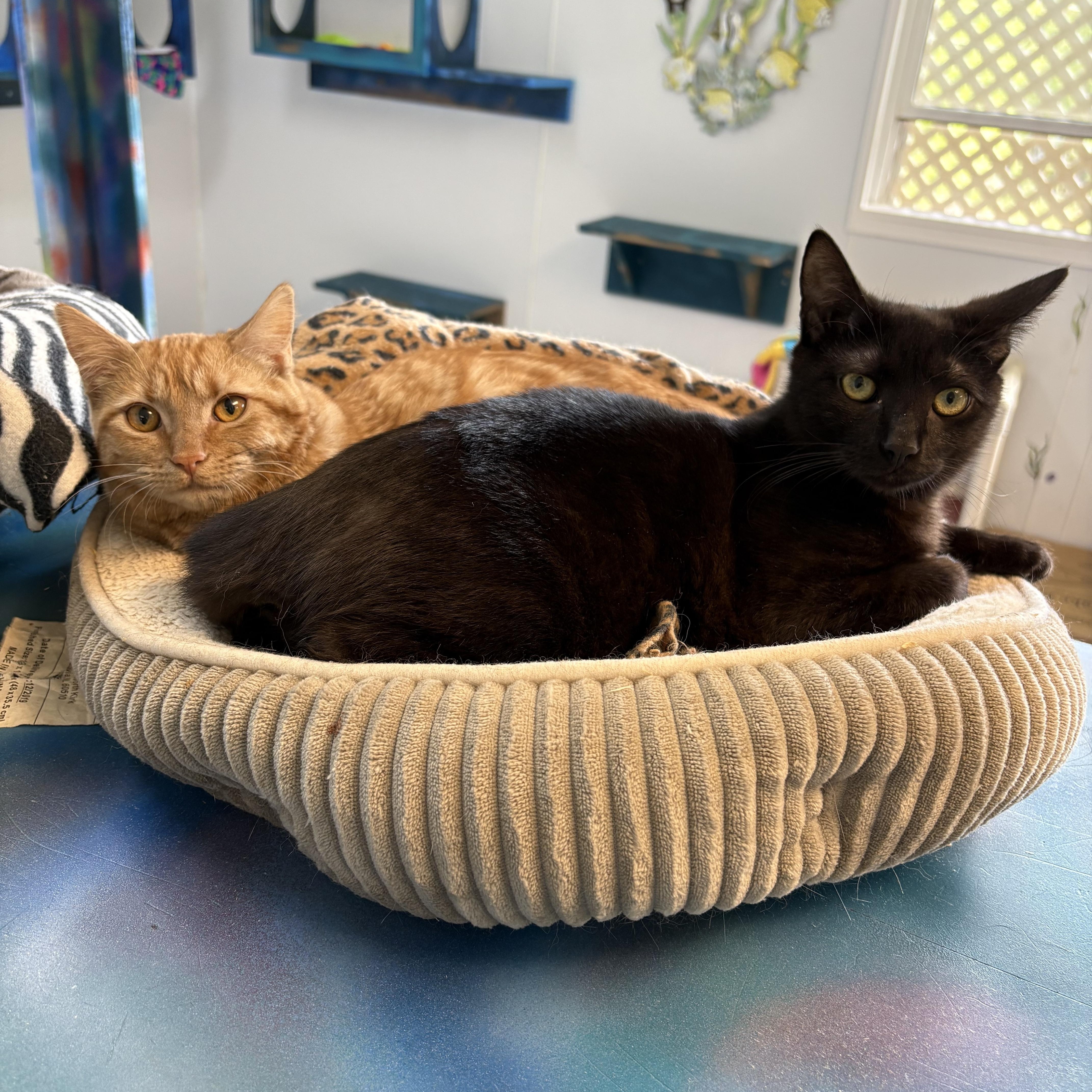 Mrs. Peacock, a Adoptable Domestic Short Hair in Cullowhee, NC image 2/4