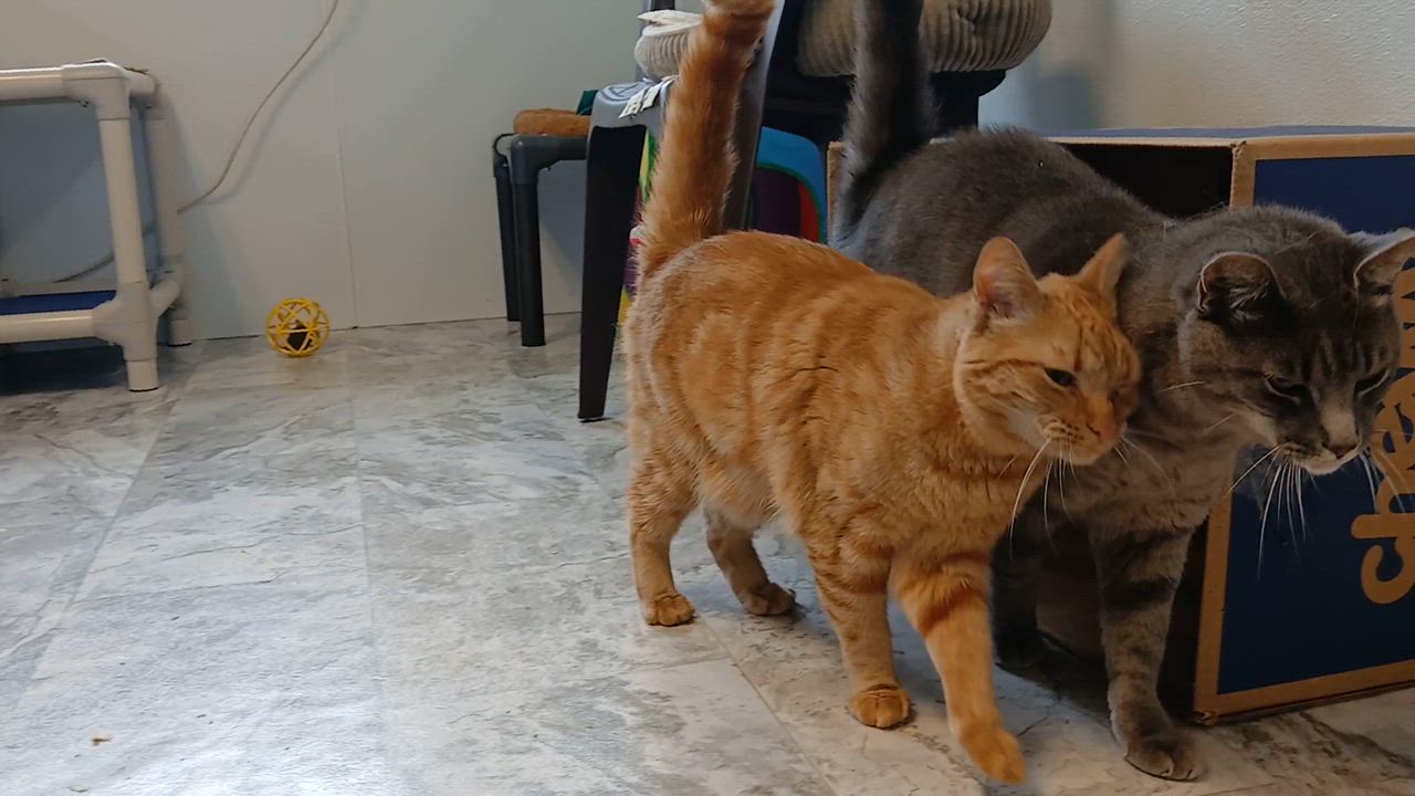 Enlarge Mrs. Peacock, a Adoptable Domestic Short Hair in Cullowhee, NC video 2/6