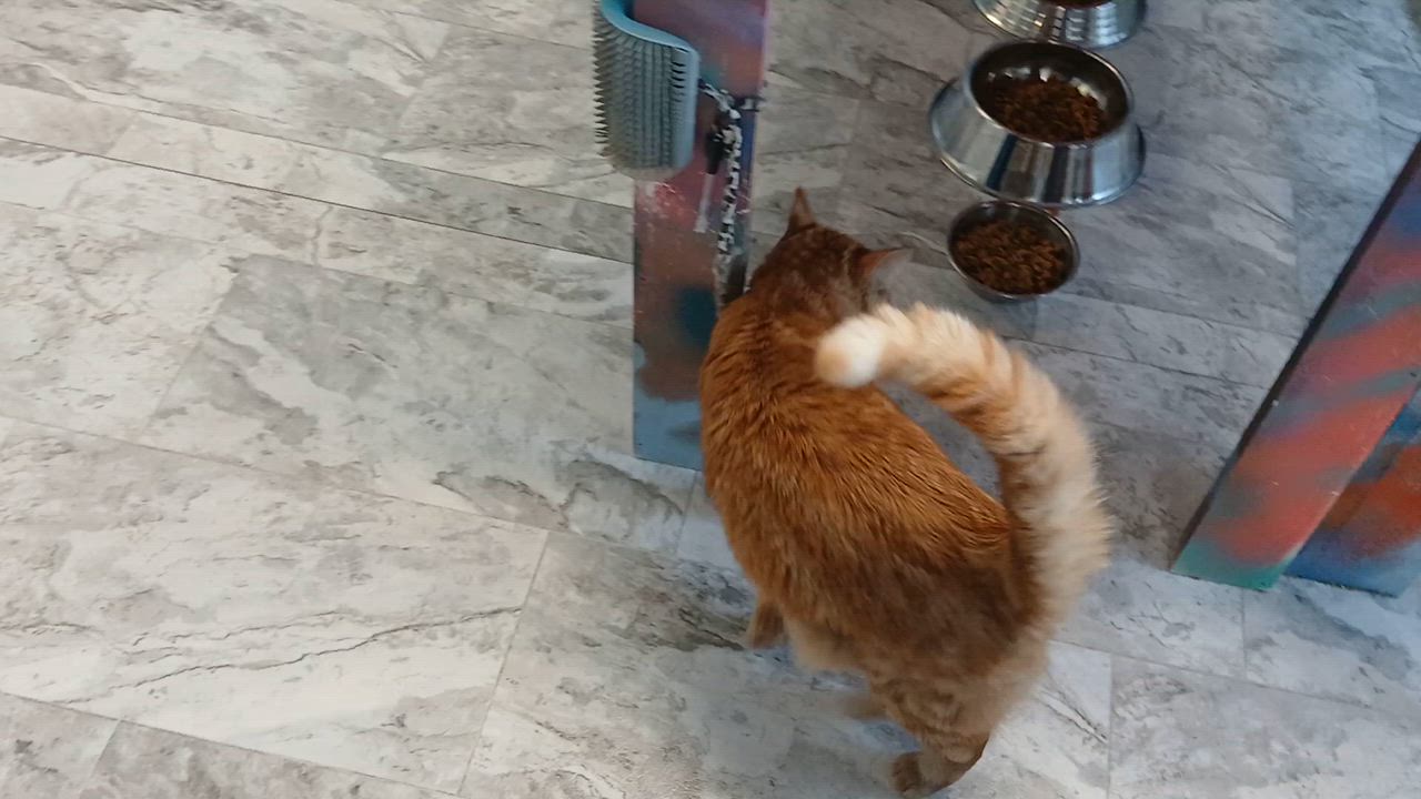 Enlarge Mrs. Peacock, a Adoptable Domestic Short Hair in Cullowhee, NC video 2/6