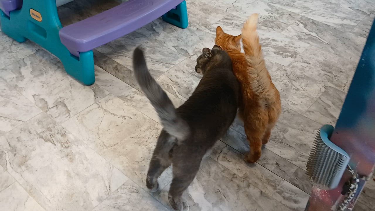 Enlarge Mrs. Peacock, a Adoptable Domestic Short Hair in Cullowhee, NC video 5/6