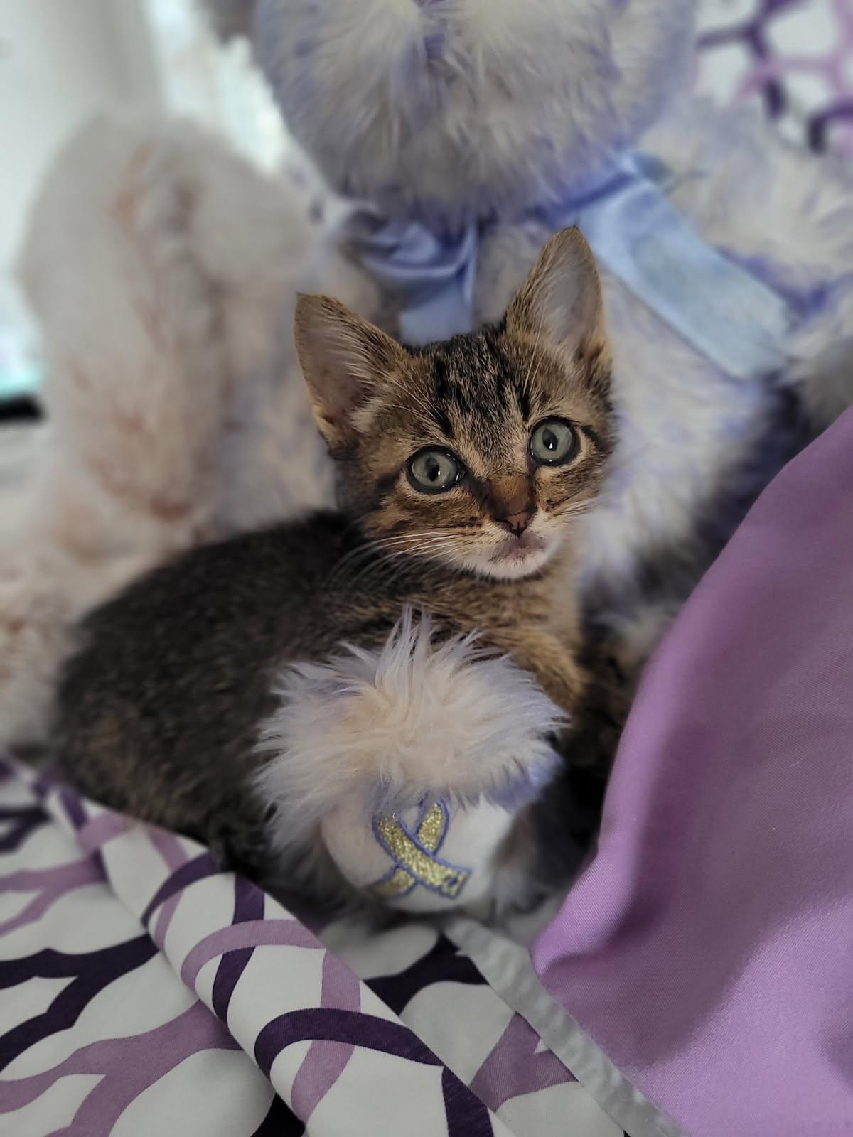 Asher, Baby Male unknown