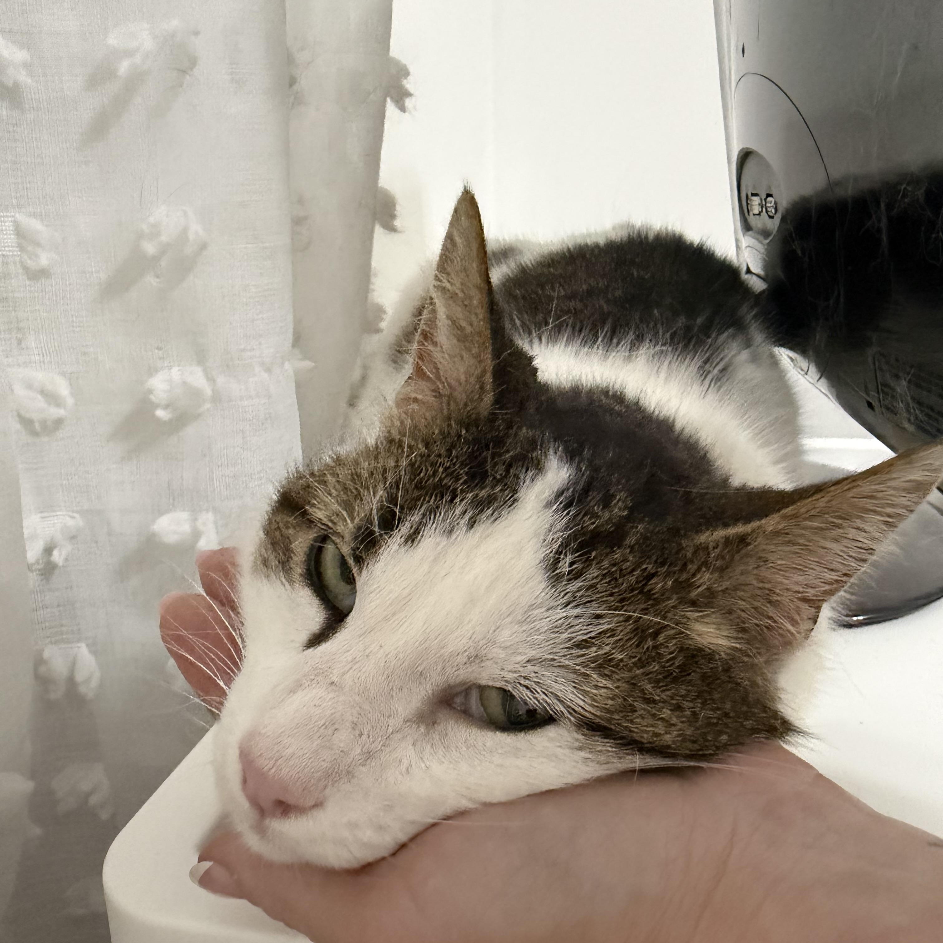 Enlarge Seeley, a Adoptable American Shorthair in Staten Island , NY image 3/3