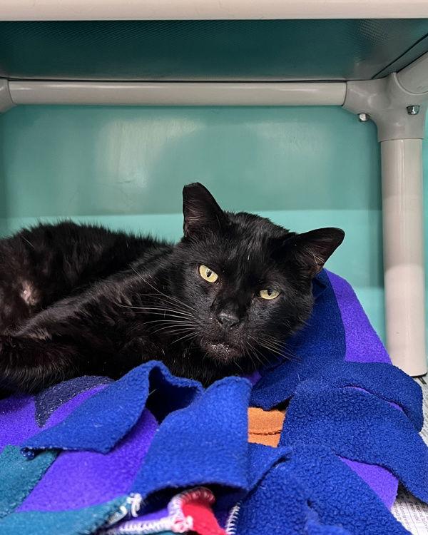 Harrison 307475, Adoptable, Adult Male Domestic Short Hair.