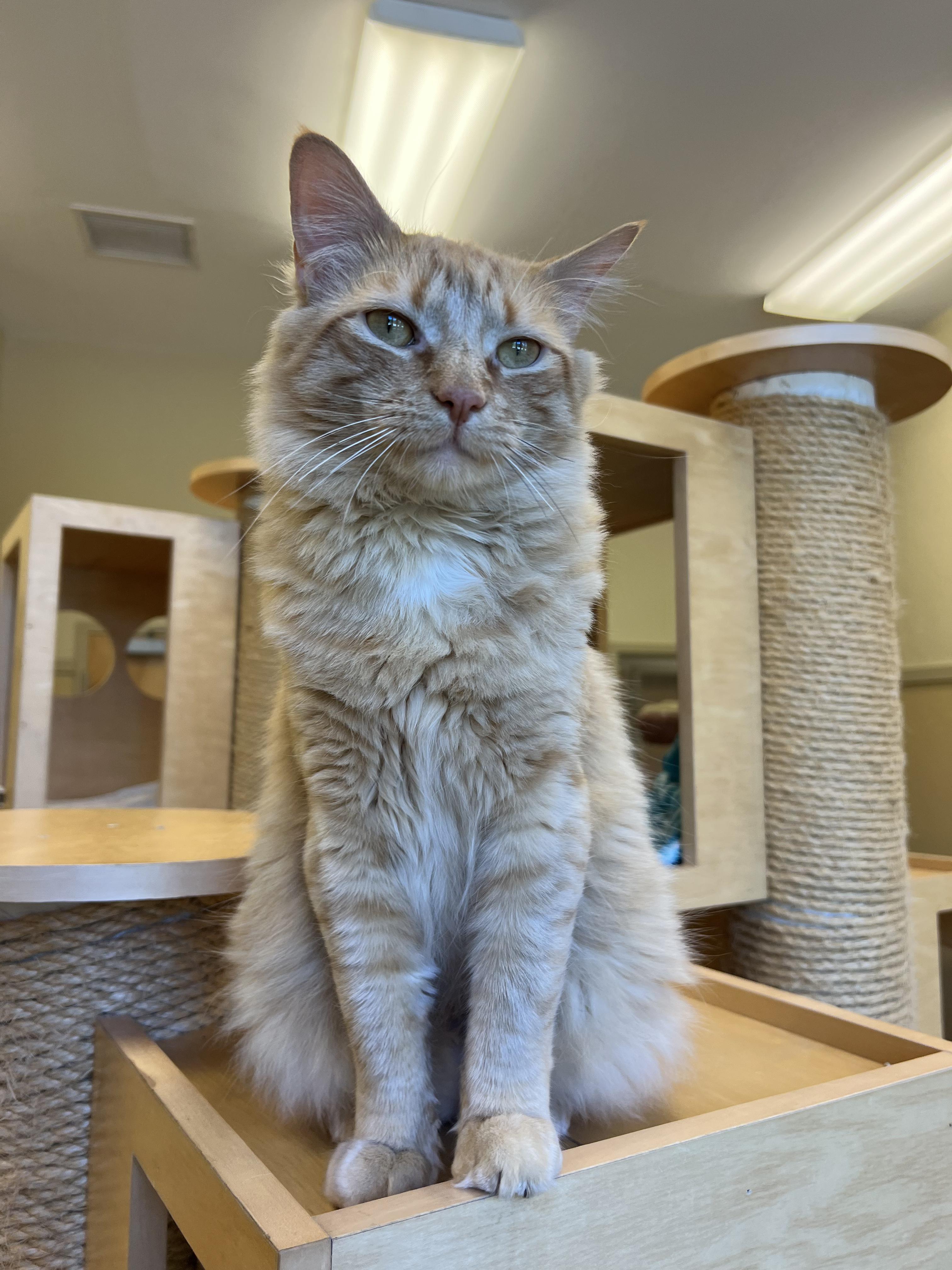 Papaya, ADOPTABLE, Adult Male Domestic Long Hair.
