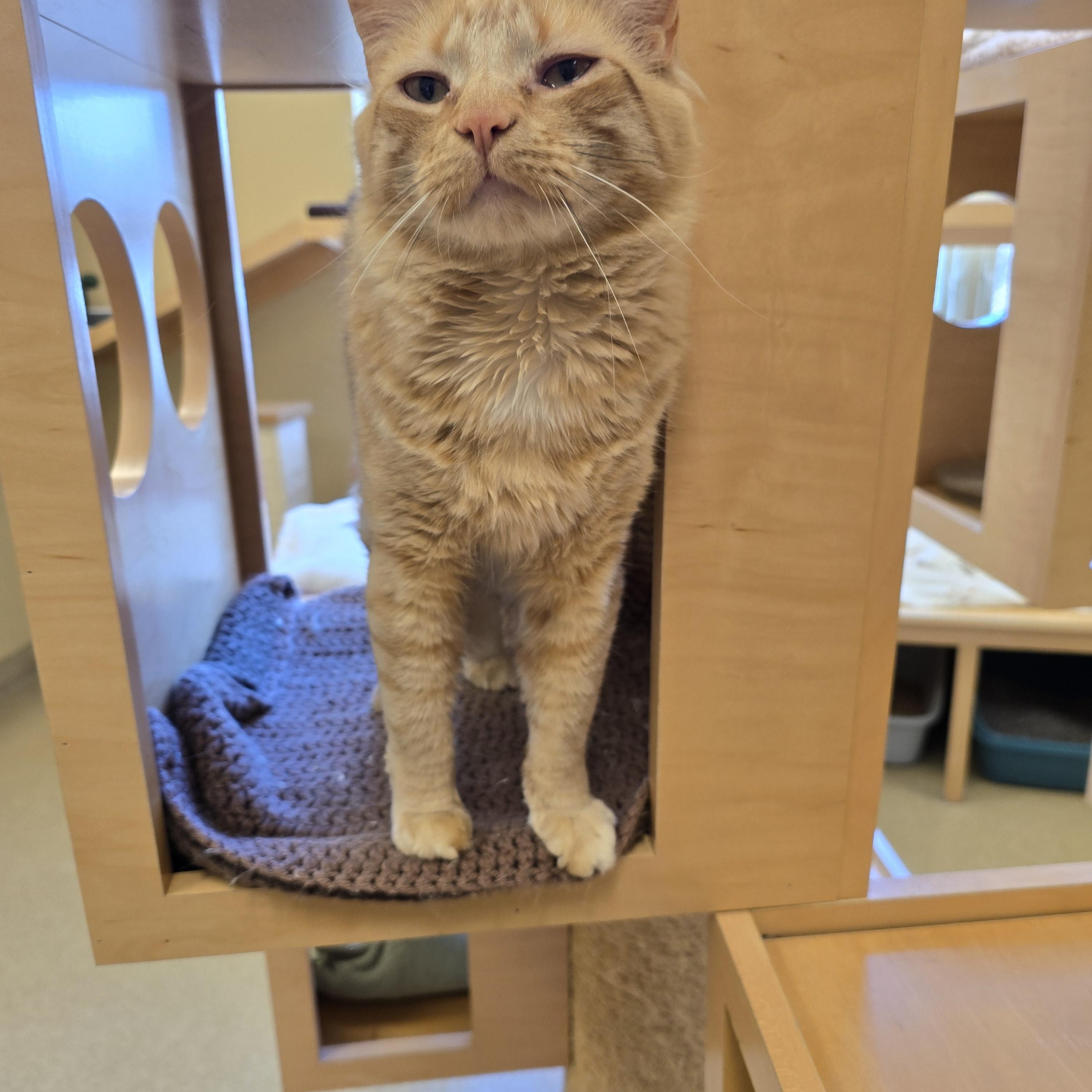 Enlarge Papaya, a ADOPTABLE Domestic Long Hair in Bristol, RI image 2/3