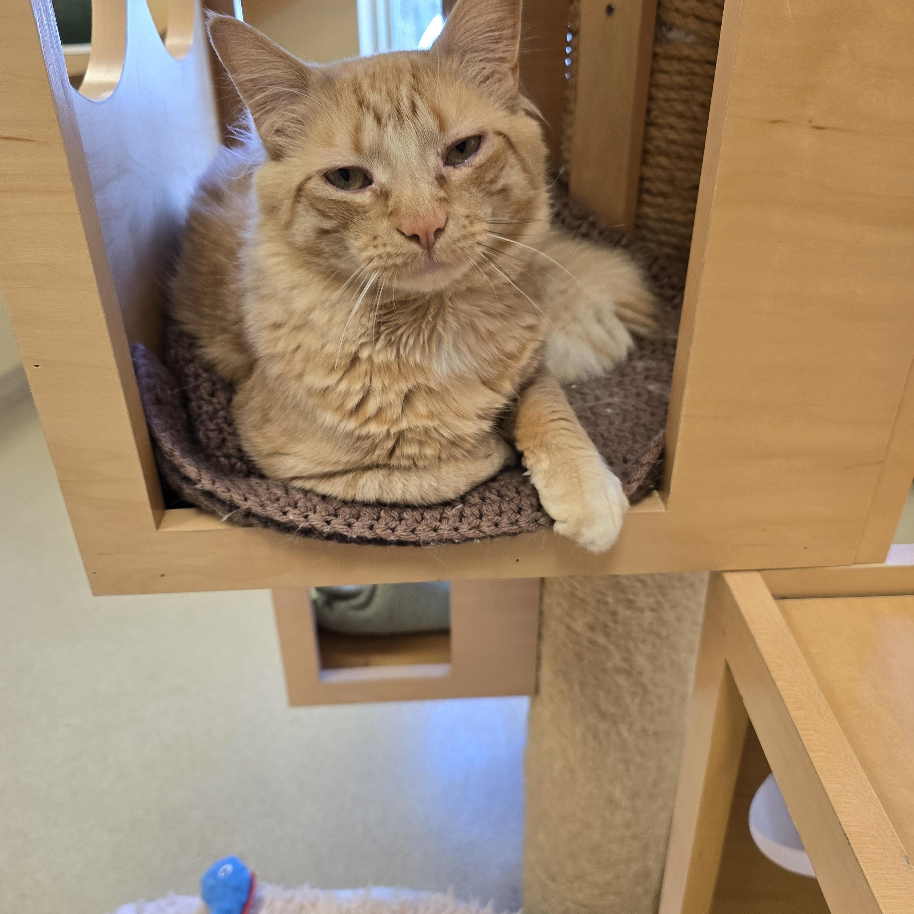 Enlarge Papaya, a ADOPTABLE Domestic Long Hair in Bristol, RI image 3/3