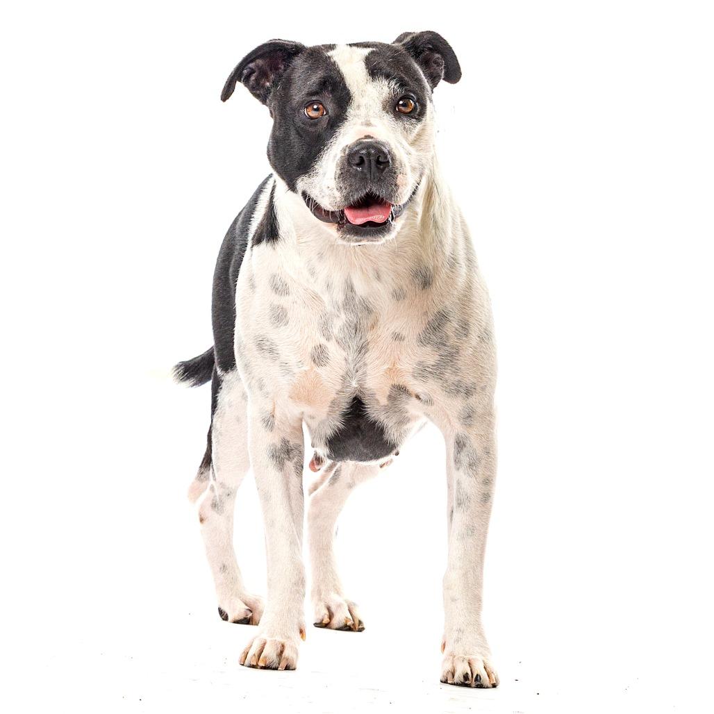 Domino, Adoptable, Adult Female Labrador Retriever & Pit Bull Terrier.