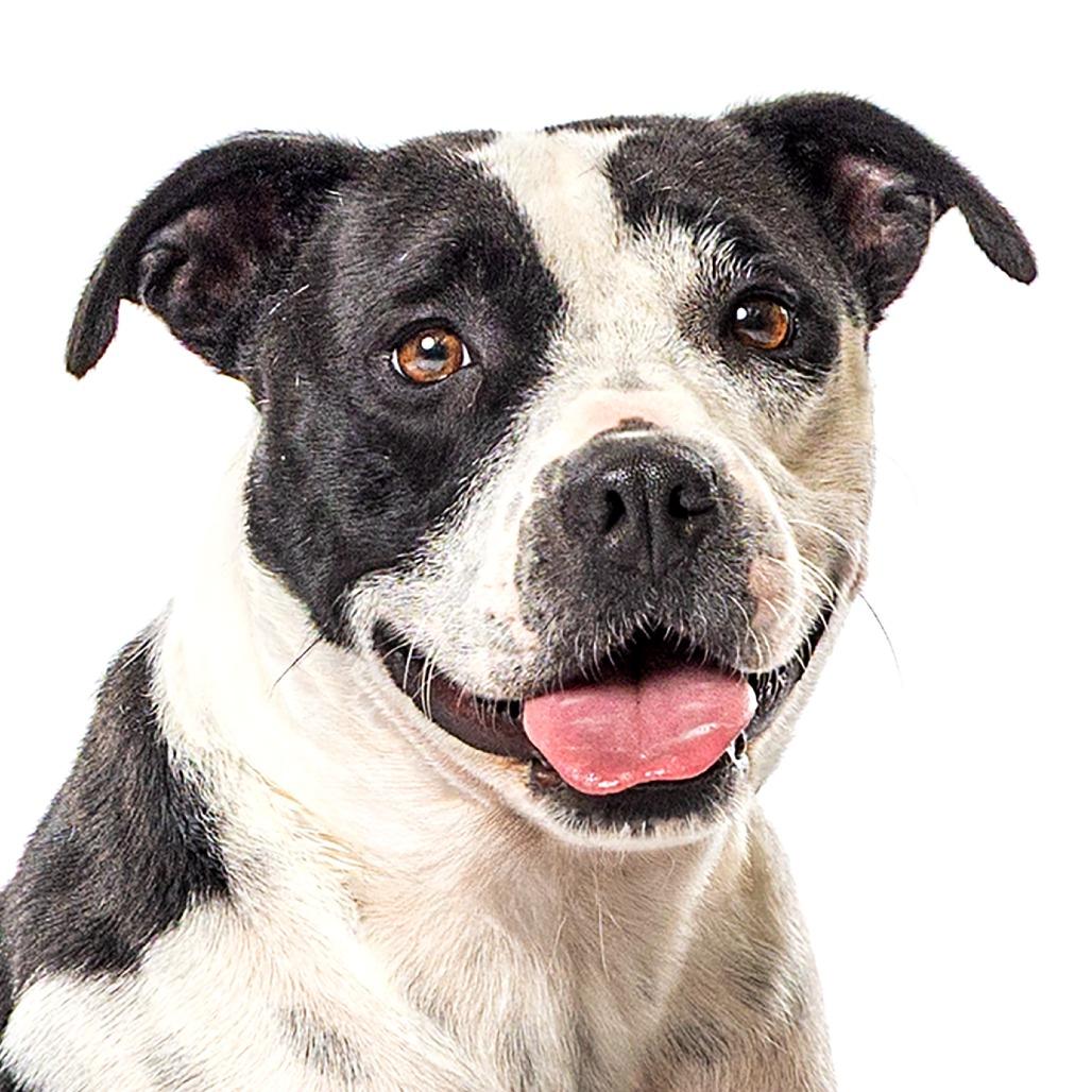 Domino, a Adoptable mixed breed in Reno, NV image 2/5