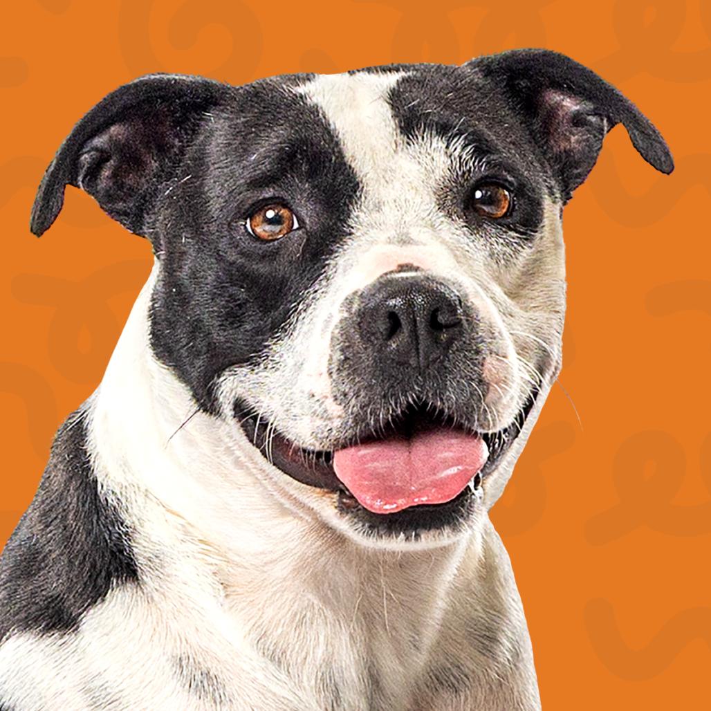 Domino, a Adoptable mixed breed in Reno, NV image 3/5