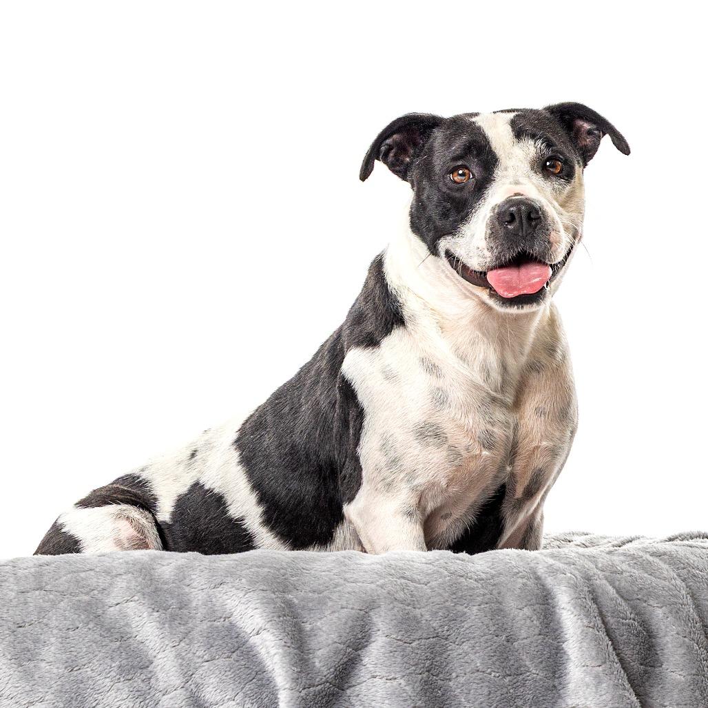 Domino, a Adoptable mixed breed in Reno, NV image 4/5