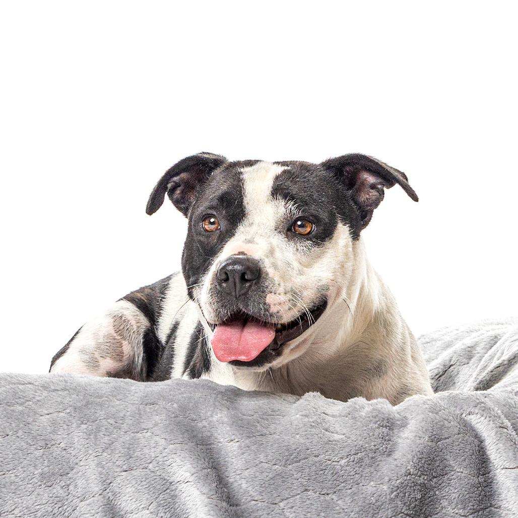 Domino, a Adoptable mixed breed in Reno, NV image 5/5