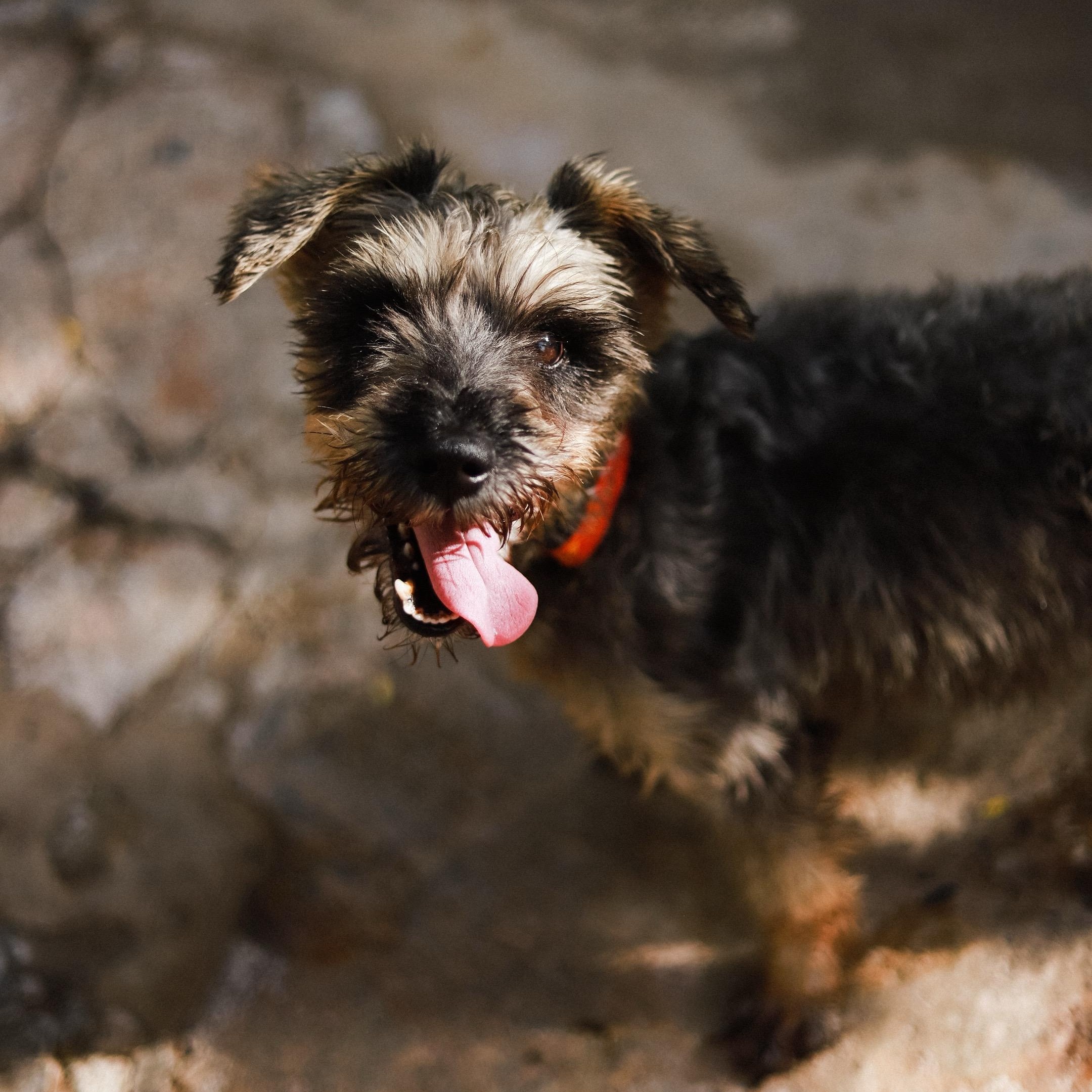 Enlarge Dux (Dukes), a ADOPTABLE Miniature Schnauzer in San Juan, PR image 2/2