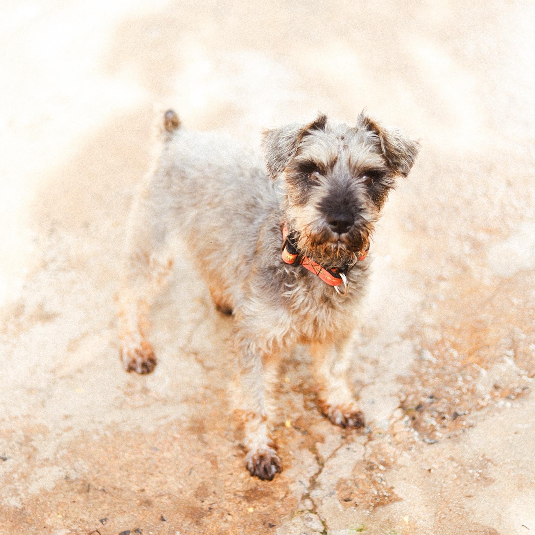 Enlarge Dux (Dukes), a ADOPTABLE Miniature Schnauzer in San Juan, PR image 1/2