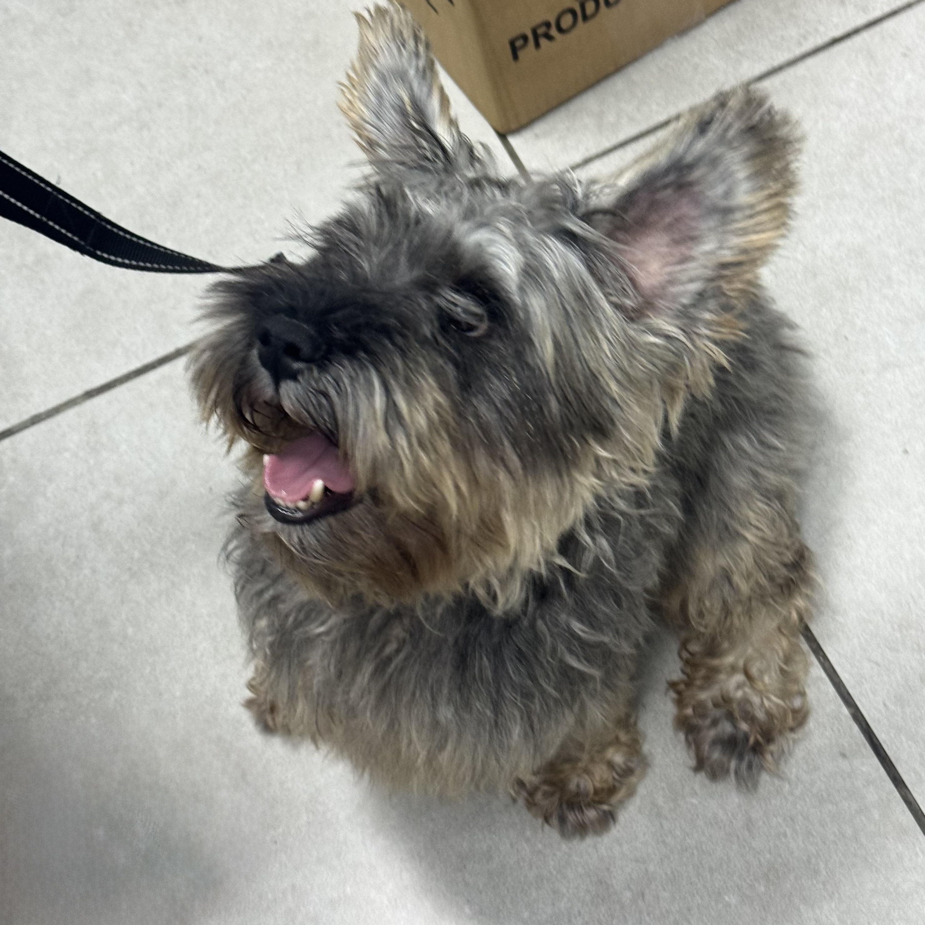 Dux (Dukes), Adoptable, Adult Male Miniature Schnauzer.