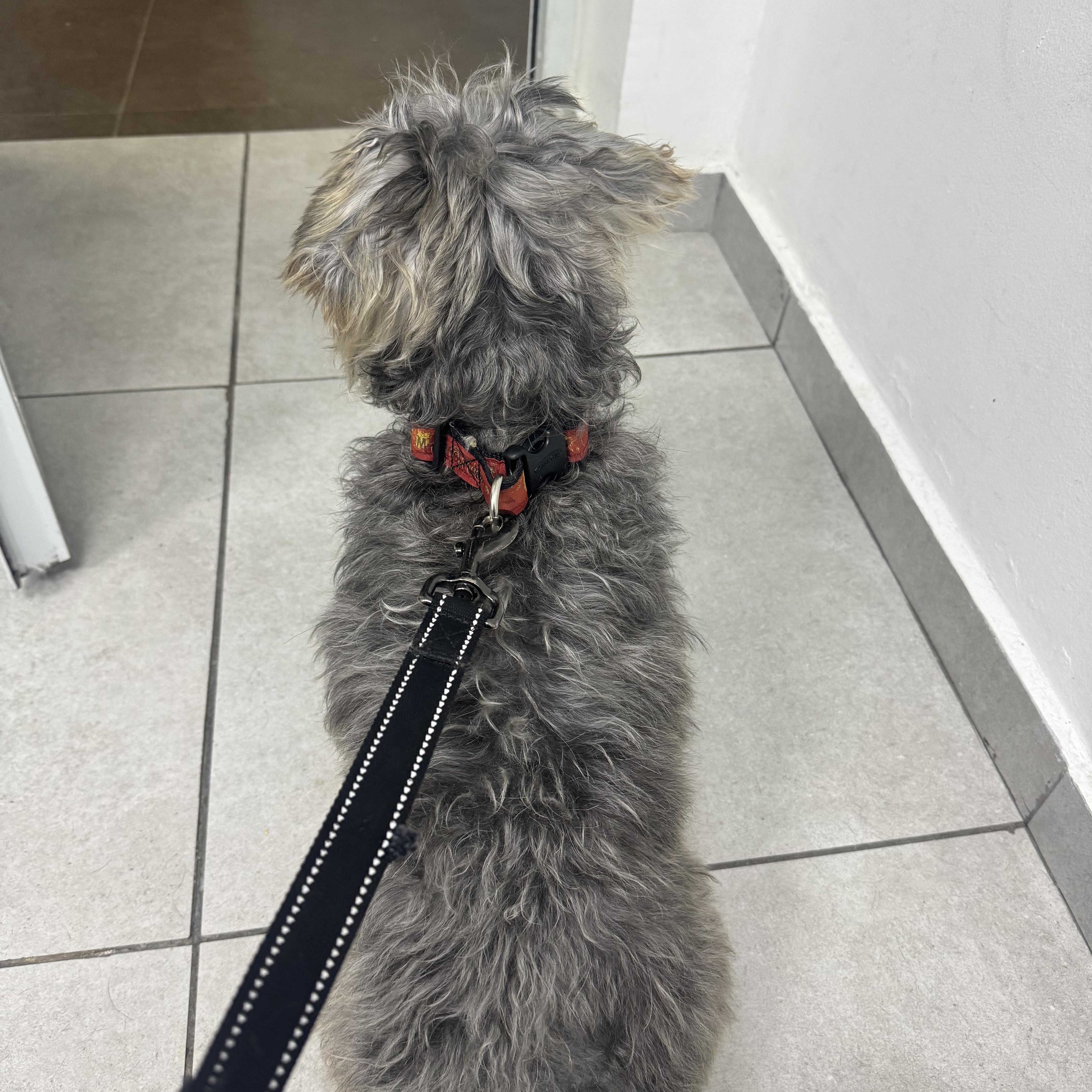 Enlarge Dux (Dukes), a Adoptable Miniature Schnauzer in San Juan, PR image 2/4